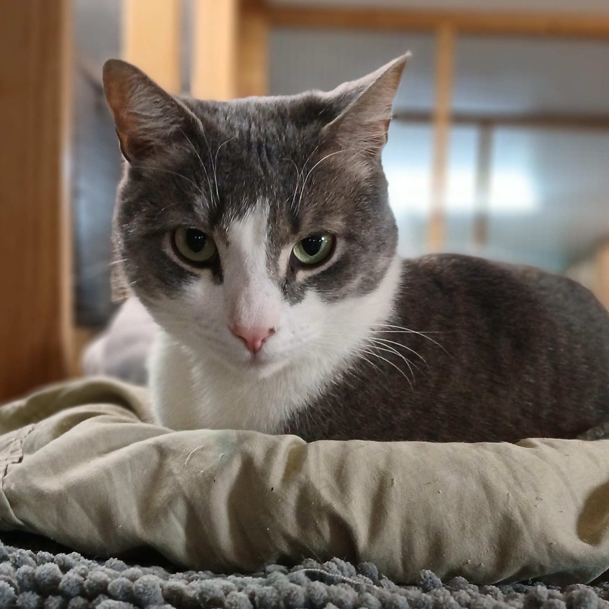 Enlarge Sherlock, an adopted mixed breed in Germansville, PA image 2/3