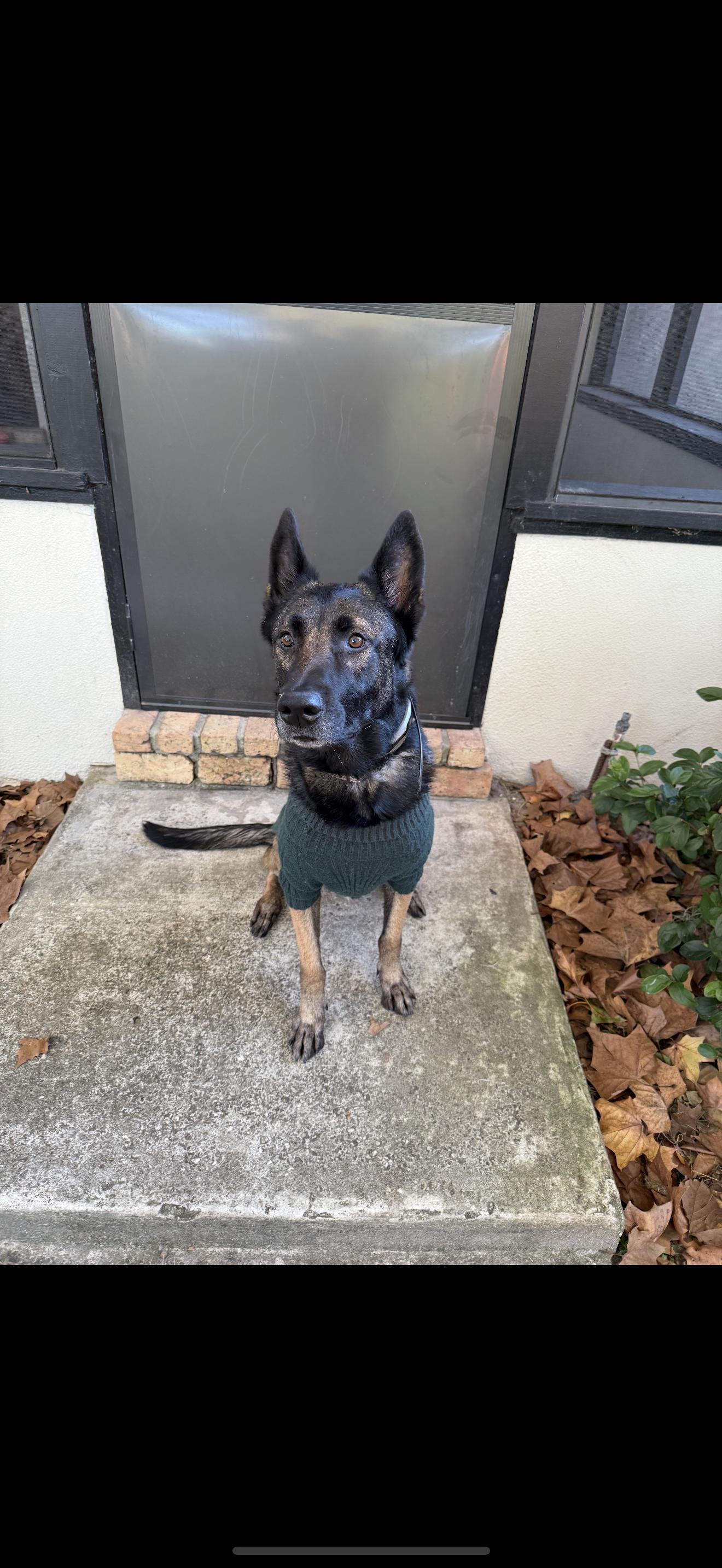 Adonis, a Adoptable mixed breed in Oviedo, FL image 1/6