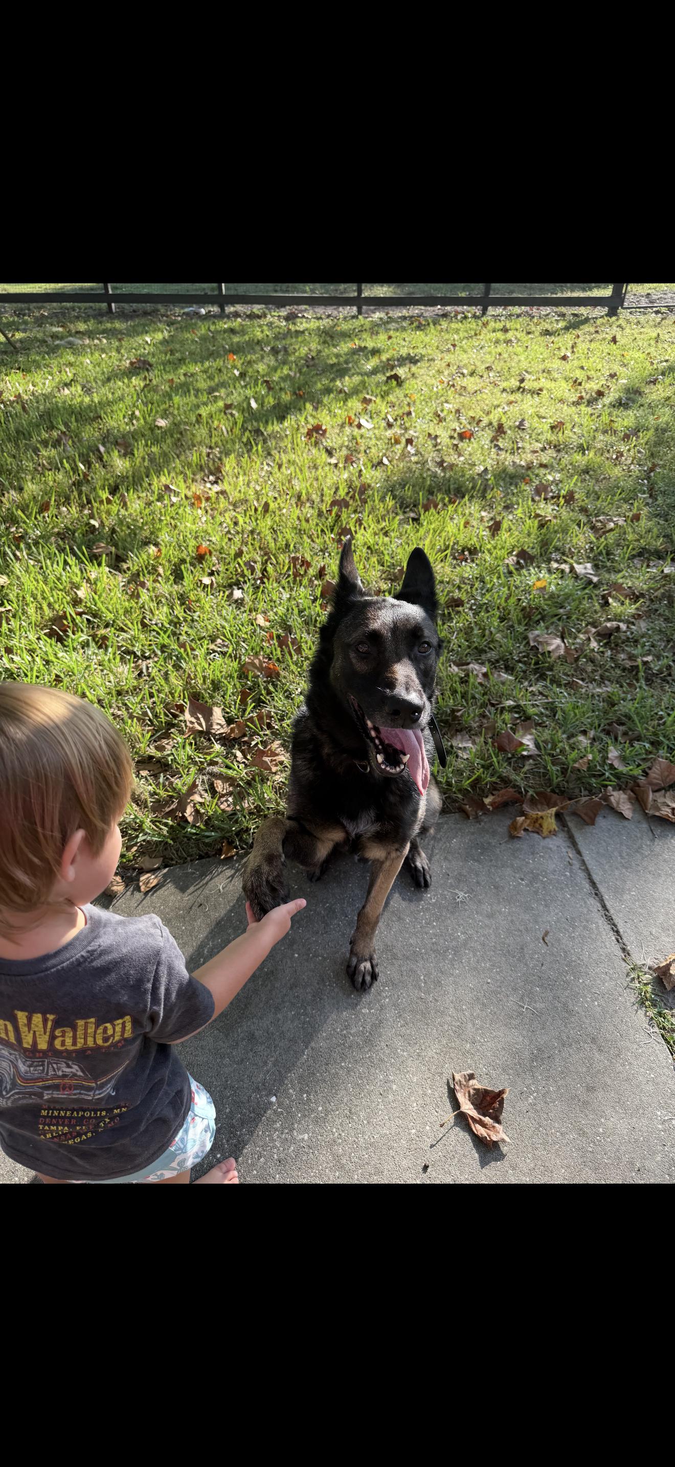 Adonis, a Adoptable mixed breed in Oviedo, FL image 2/6