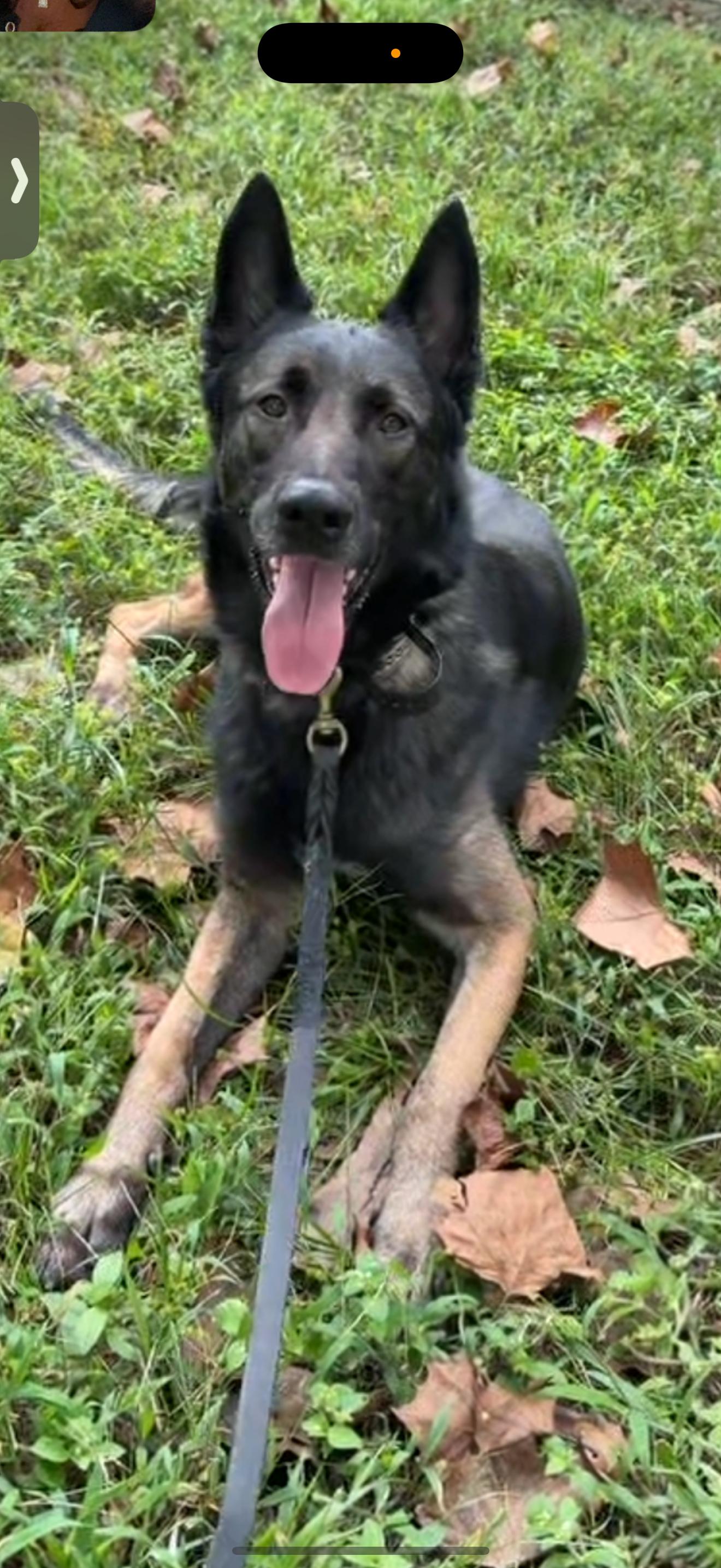 Adonis, a Adoptable mixed breed in Oviedo, FL image 3/6