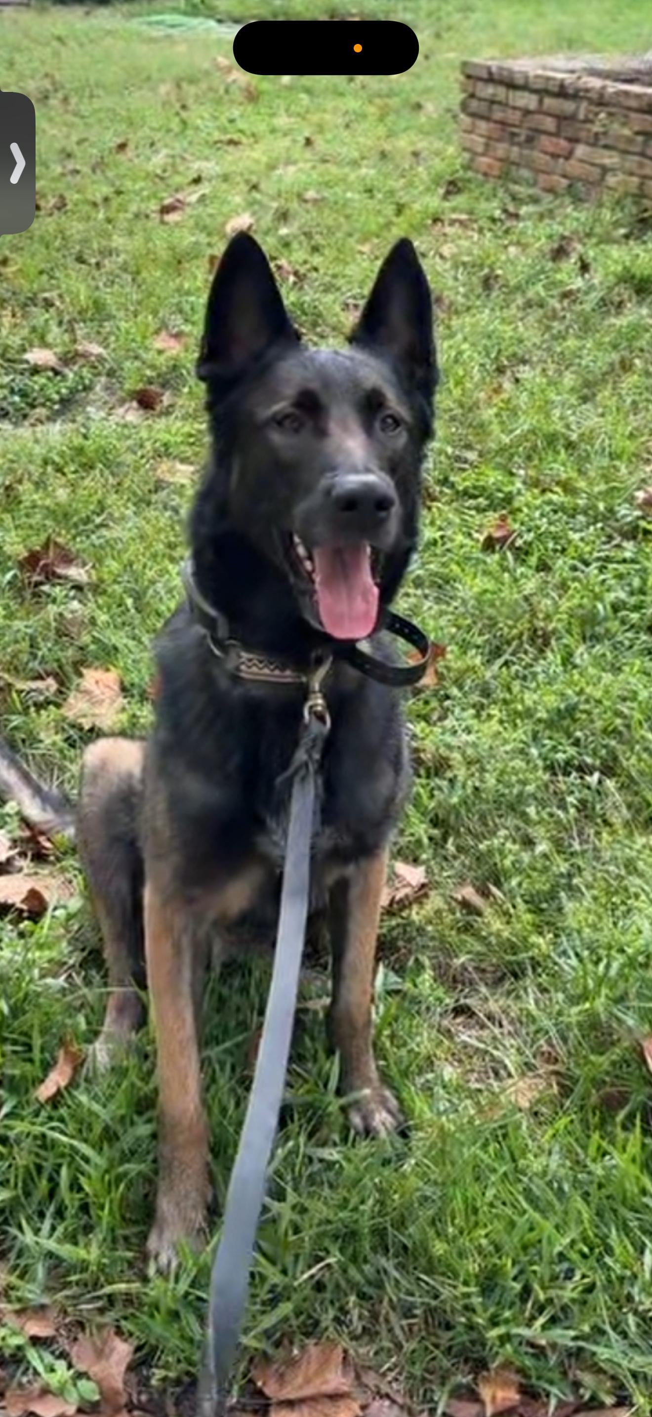 Adonis, a Adoptable mixed breed in Oviedo, FL image 5/6