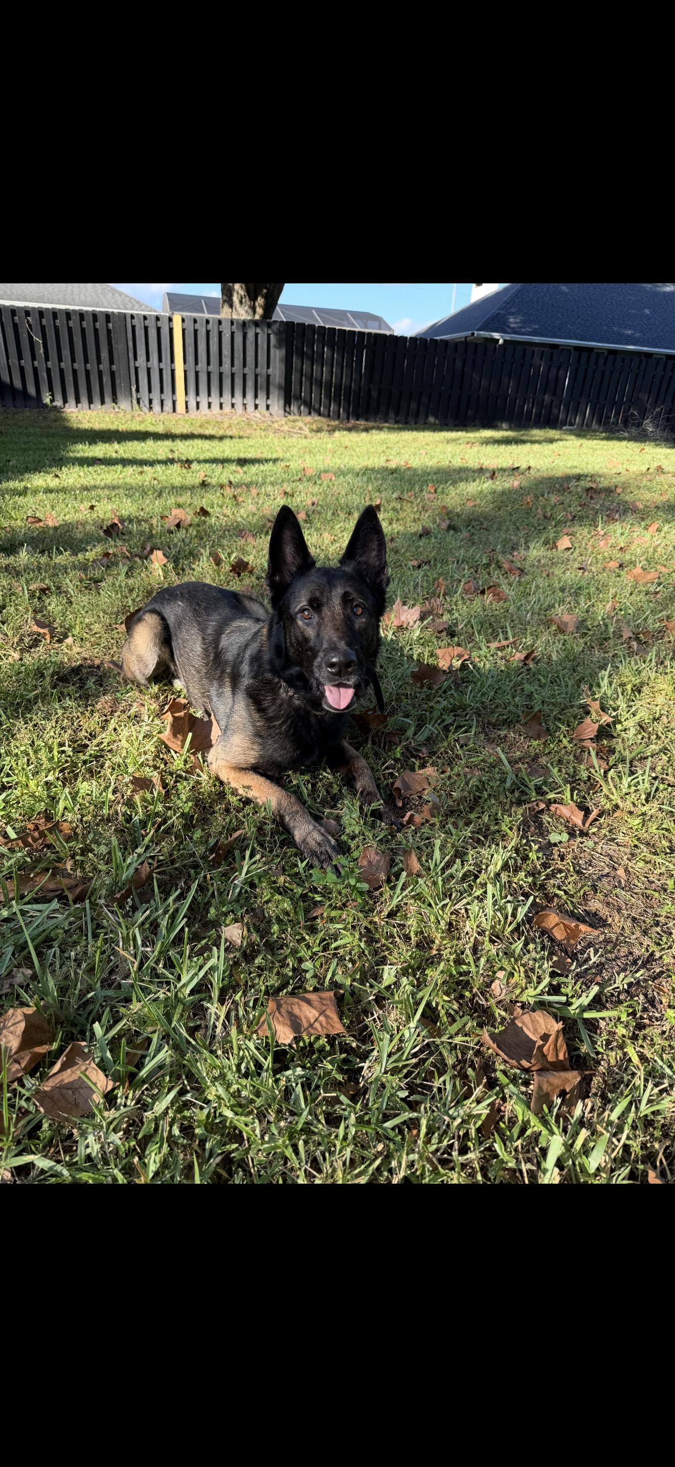 Adonis, a Adoptable mixed breed in Oviedo, FL image 6/6