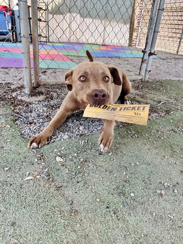 Sarge — thumbnail 4