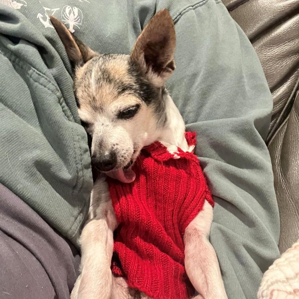 Enlarge Inigo Montoya, a ADOPTABLE Chihuahua in Rensselaer, NY image 4/4