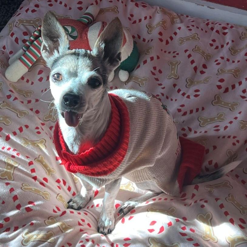 Enlarge Inigo Montoya, a ADOPTABLE Chihuahua in Rensselaer, NY image 2/4