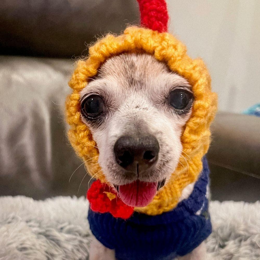 Enlarge Inigo Montoya, a ADOPTABLE Chihuahua in Rensselaer, NY image 3/4