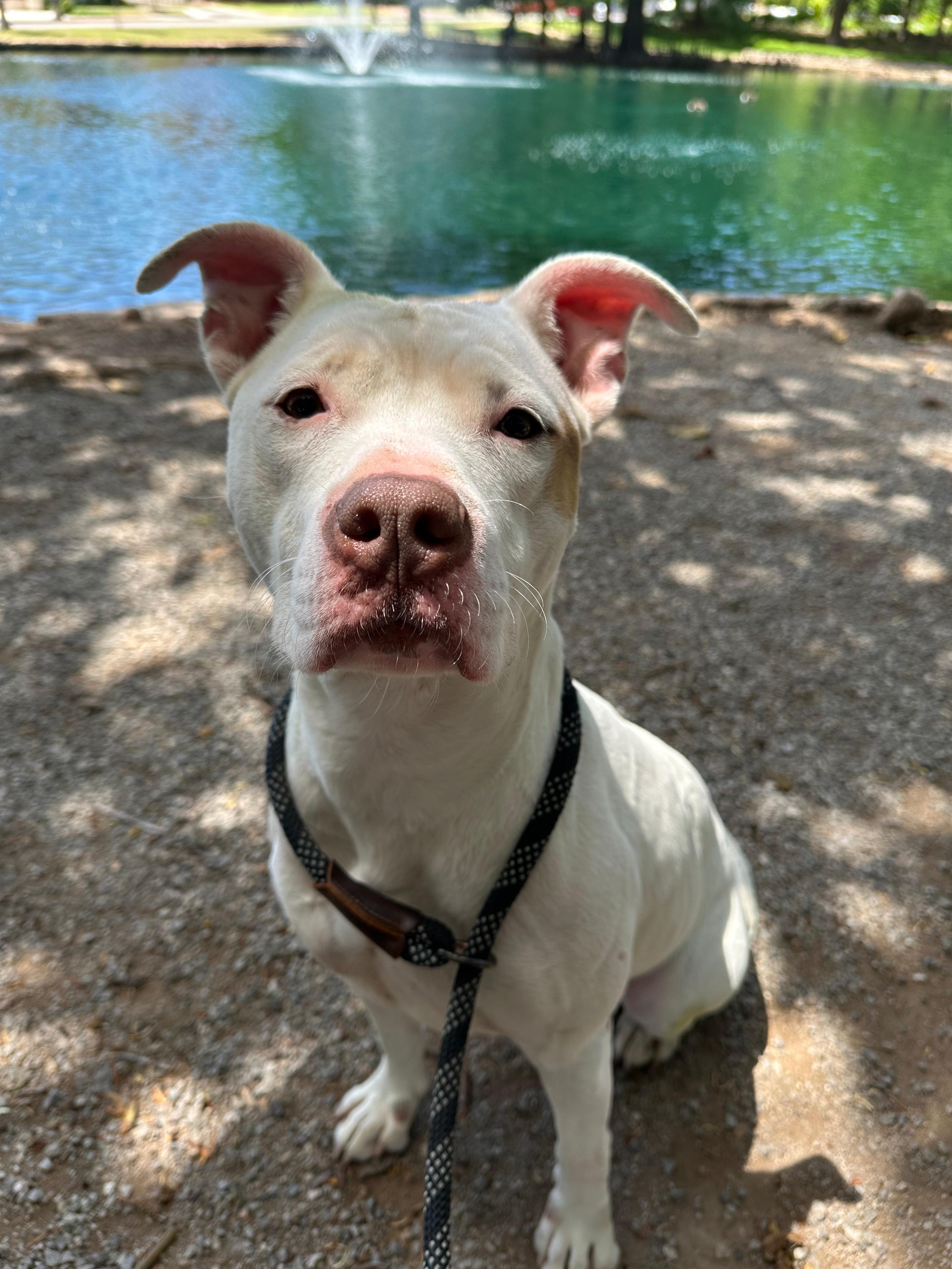 Cruz, a ADOPTABLE Pit Bull Terrier in Stillwater, OK image 5/5
