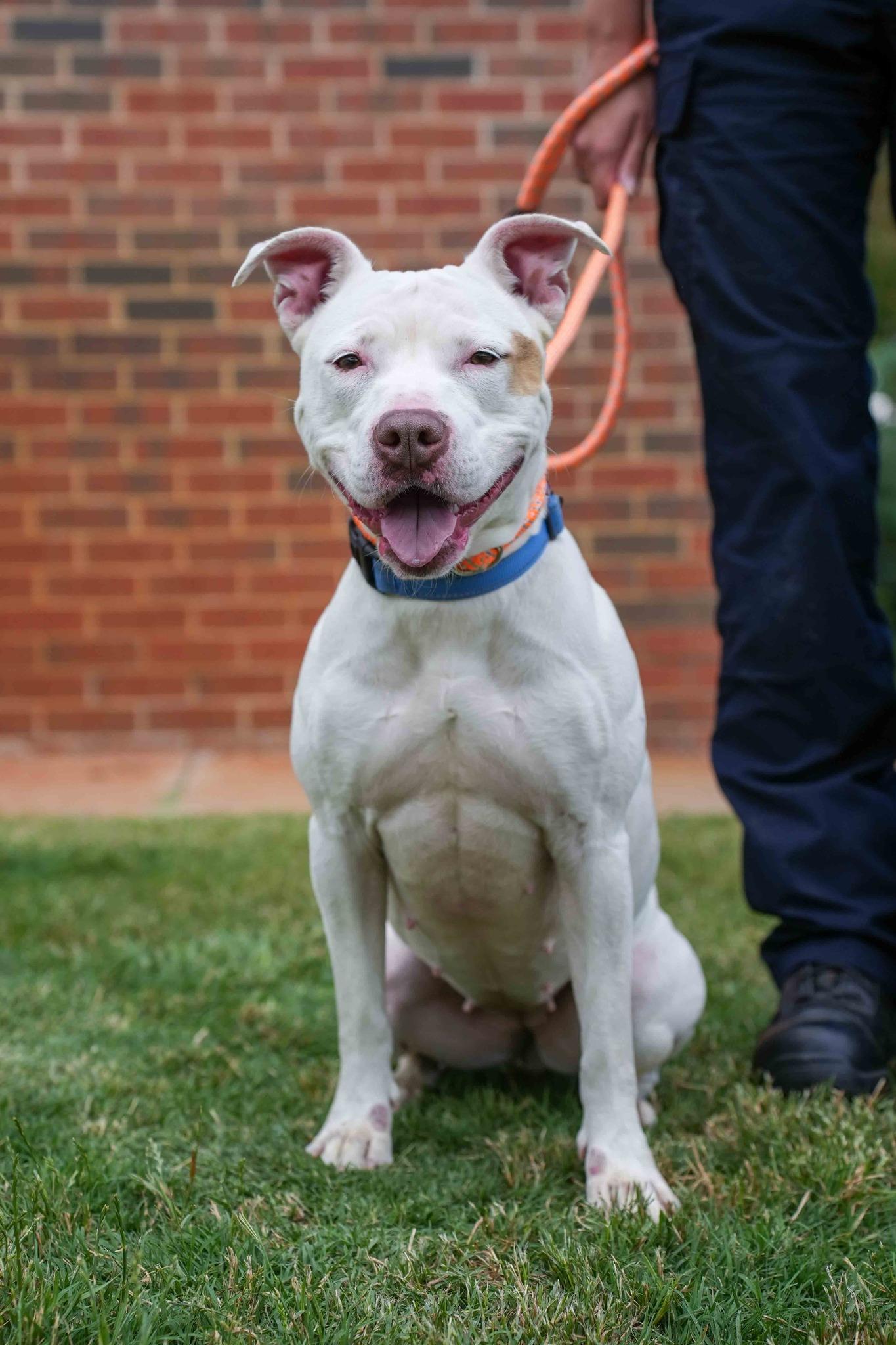 Cruz, a ADOPTABLE Pit Bull Terrier in Stillwater, OK image 1/5