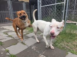 Cruz, a ADOPTABLE Pit Bull Terrier in Stillwater, OK image 4/5