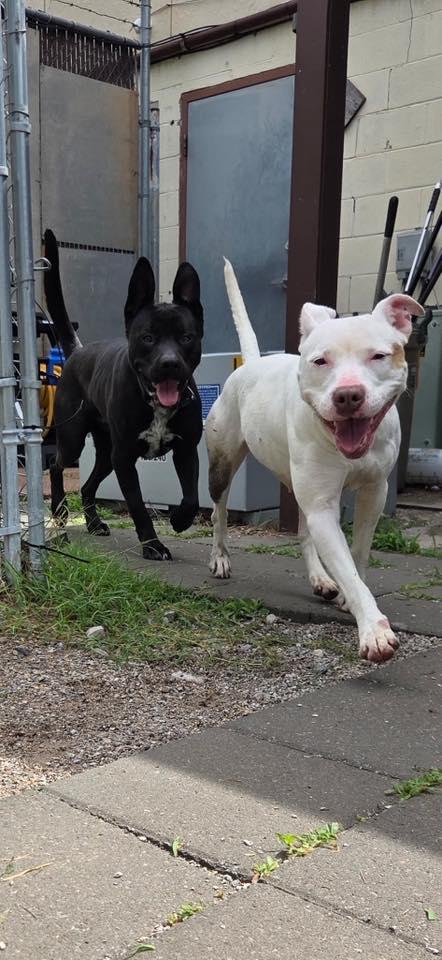 Cruz, a ADOPTABLE Pit Bull Terrier in Stillwater, OK image 3/5