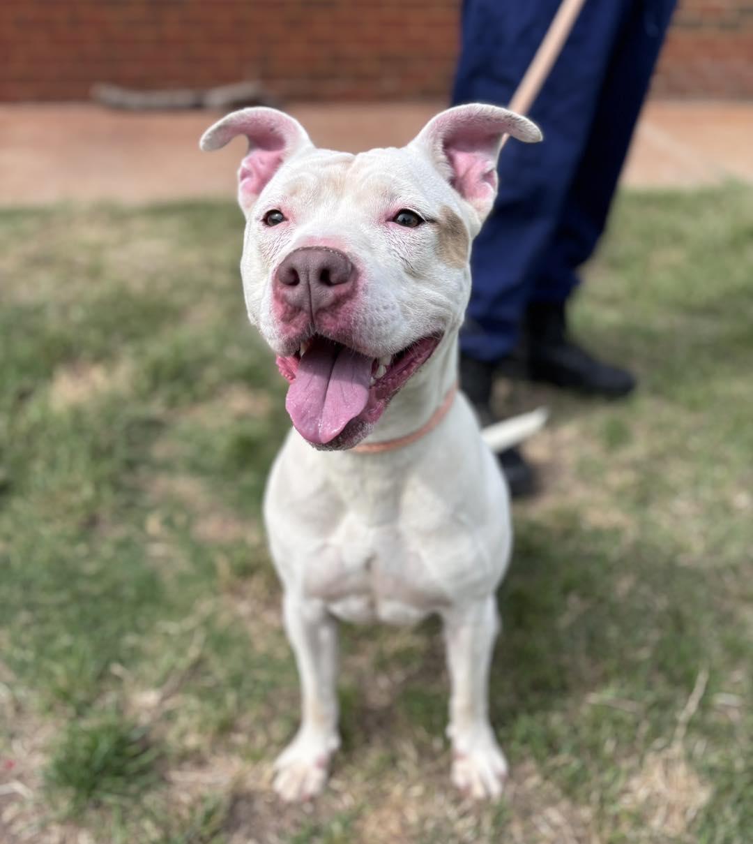 Cruz, ADOPTABLE, Adult Female Pit Bull Terrier.