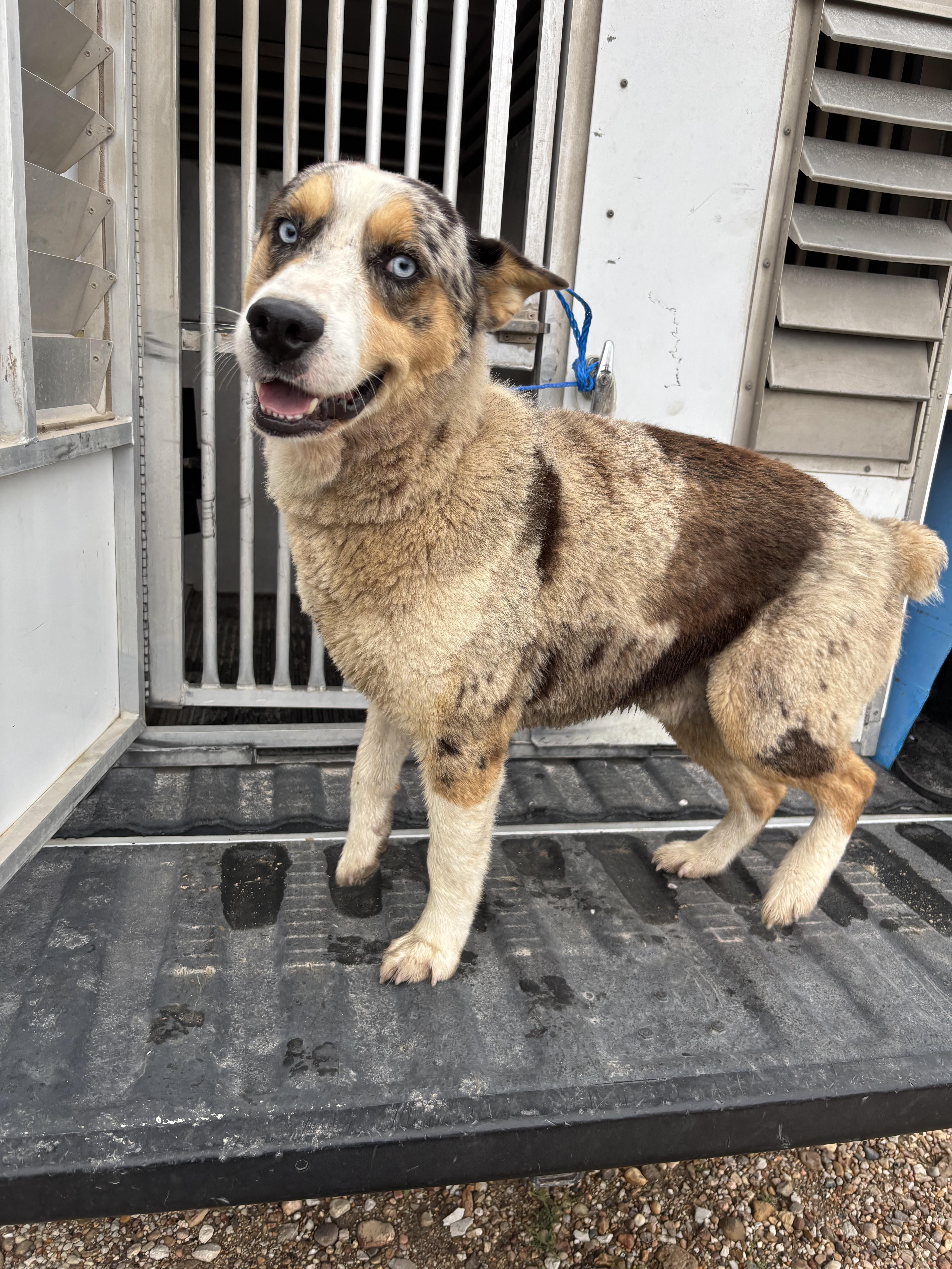 Enlarge Magnum, a ADOPTABLE Australian Shepherd in Edna, TX image 1/1