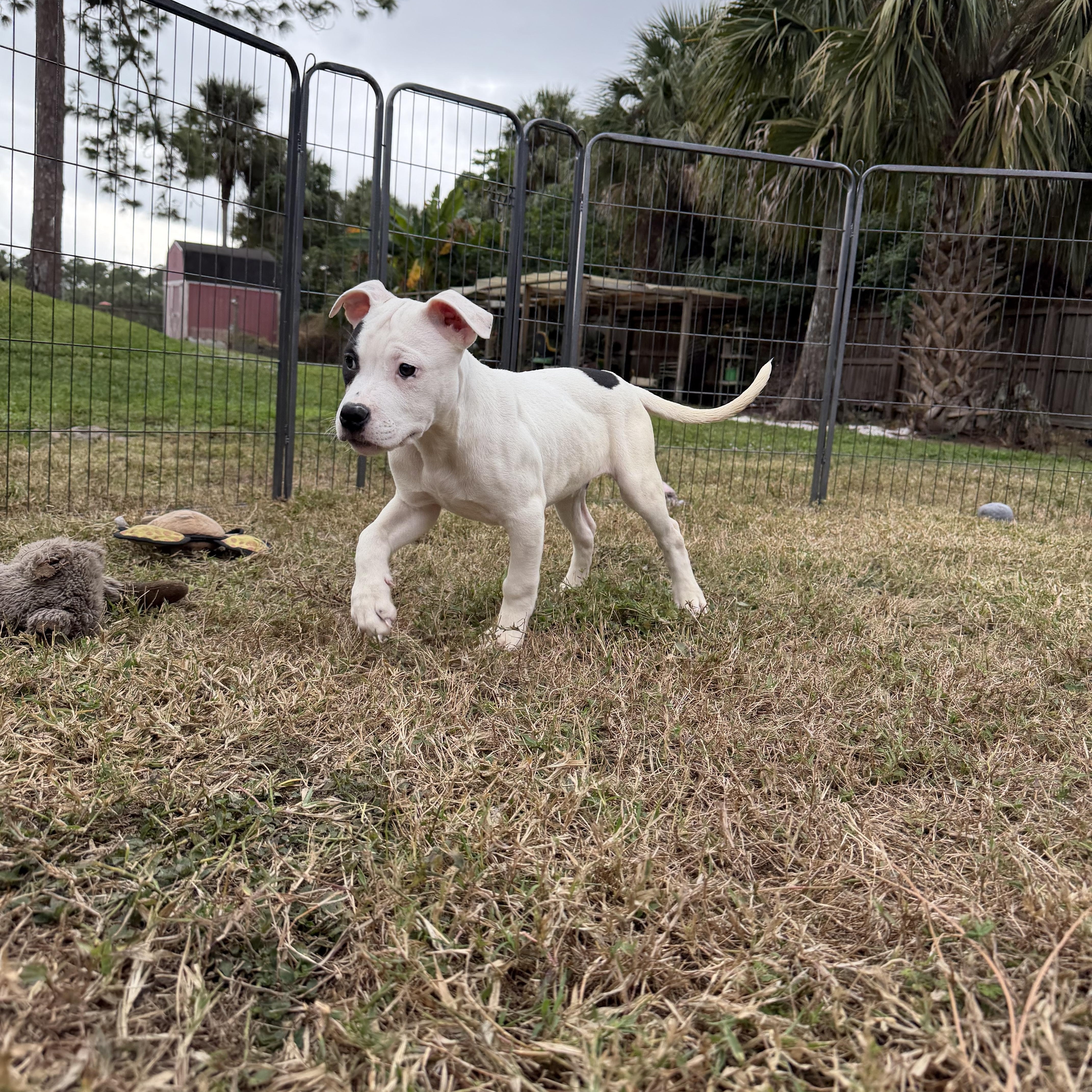 Enlarge Hansel, an adopted mixed breed in Naples, FL image 1/5