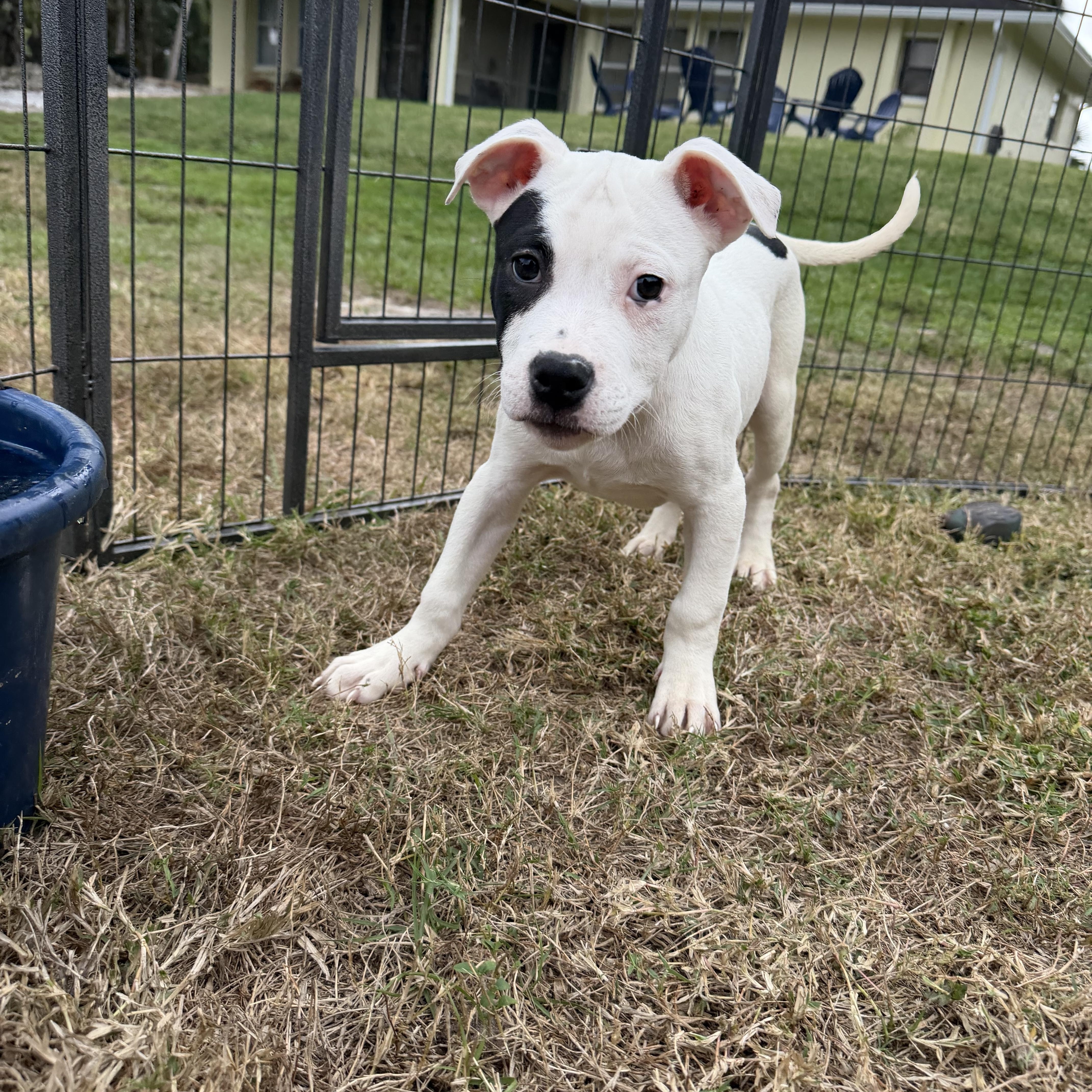 Enlarge Hansel, an adopted mixed breed in Naples, FL image 2/5