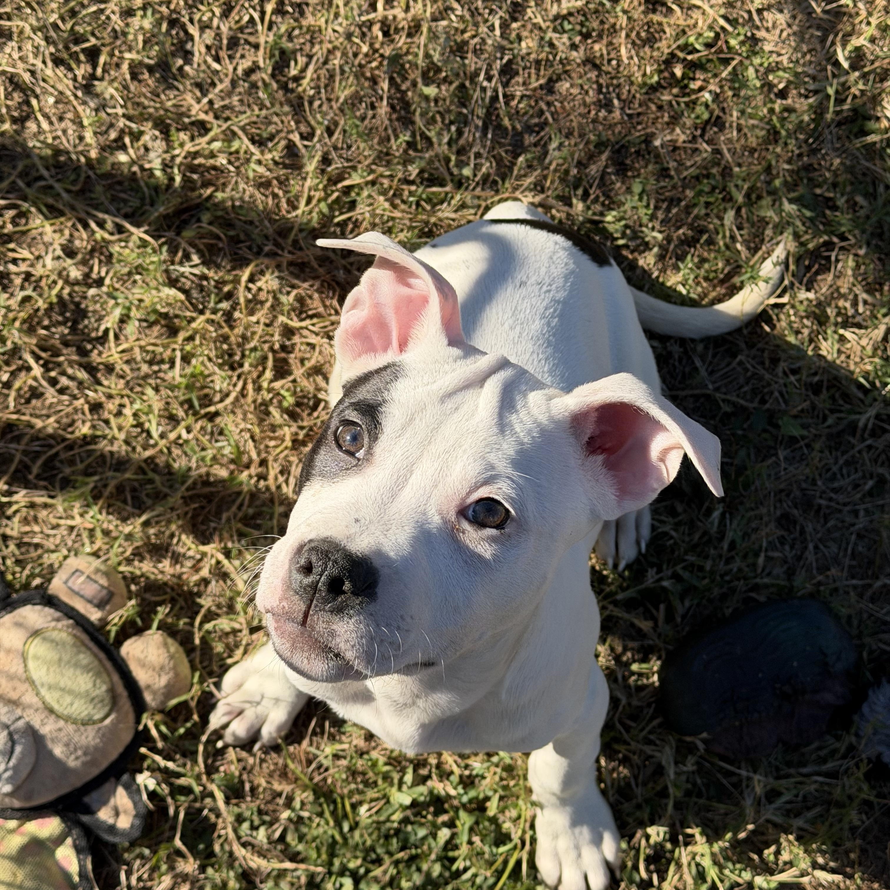 Enlarge Hansel, an adopted mixed breed in Naples, FL image 5/5