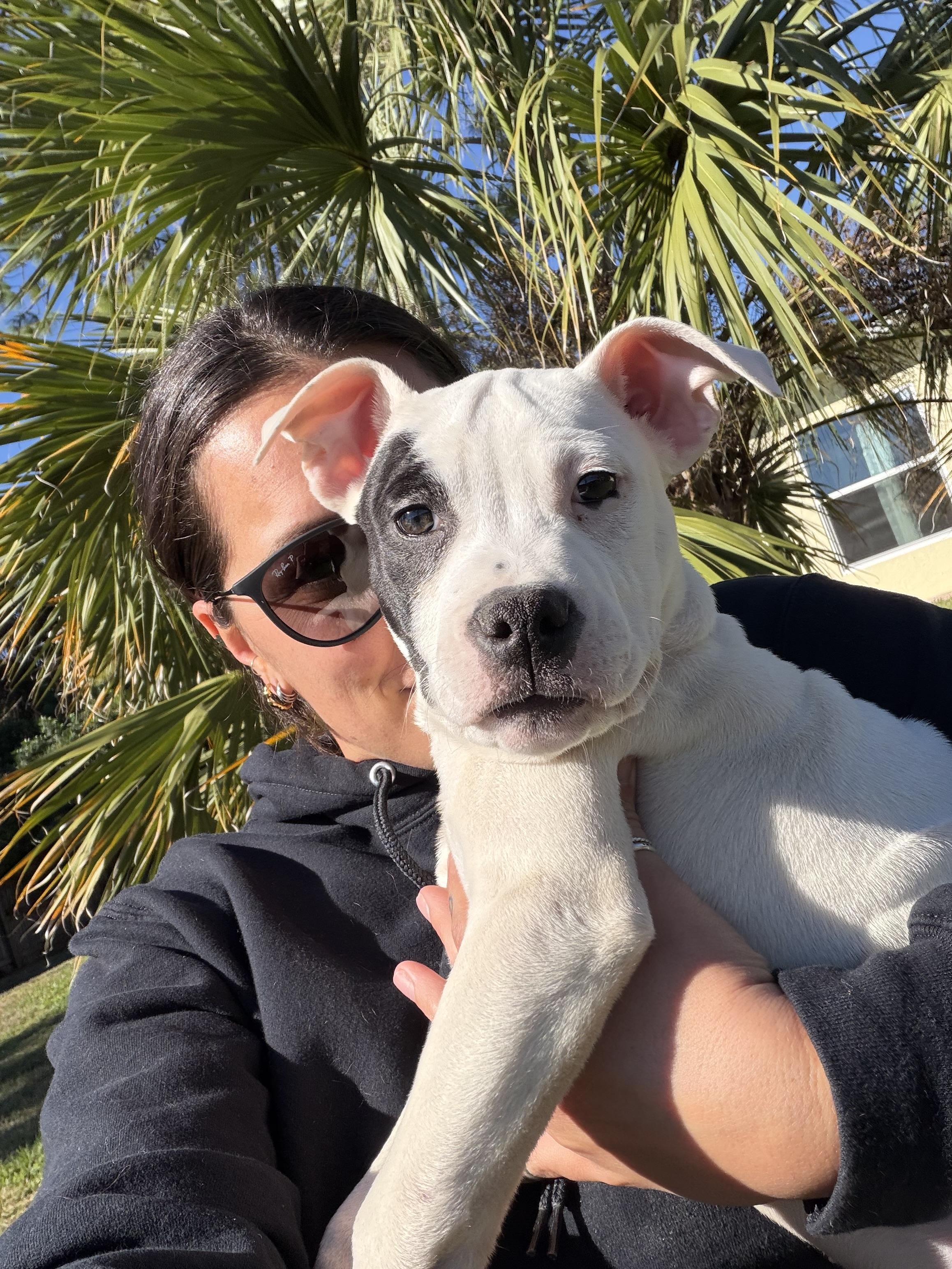 Enlarge Hansel, an adopted mixed breed in Naples, FL image 4/5