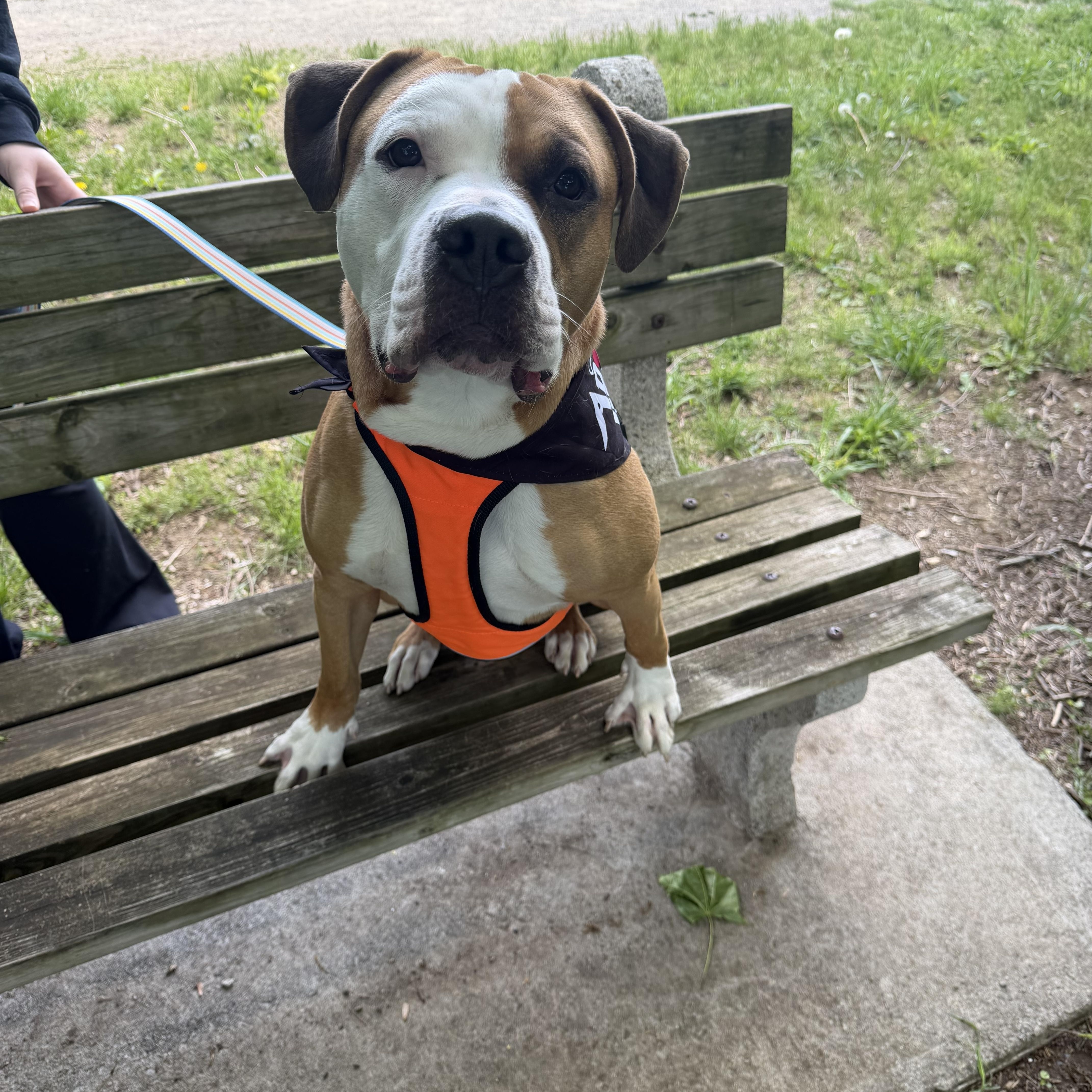Murphy , a Adoptable Mixed Breed in Myerstown, PA image 5/6