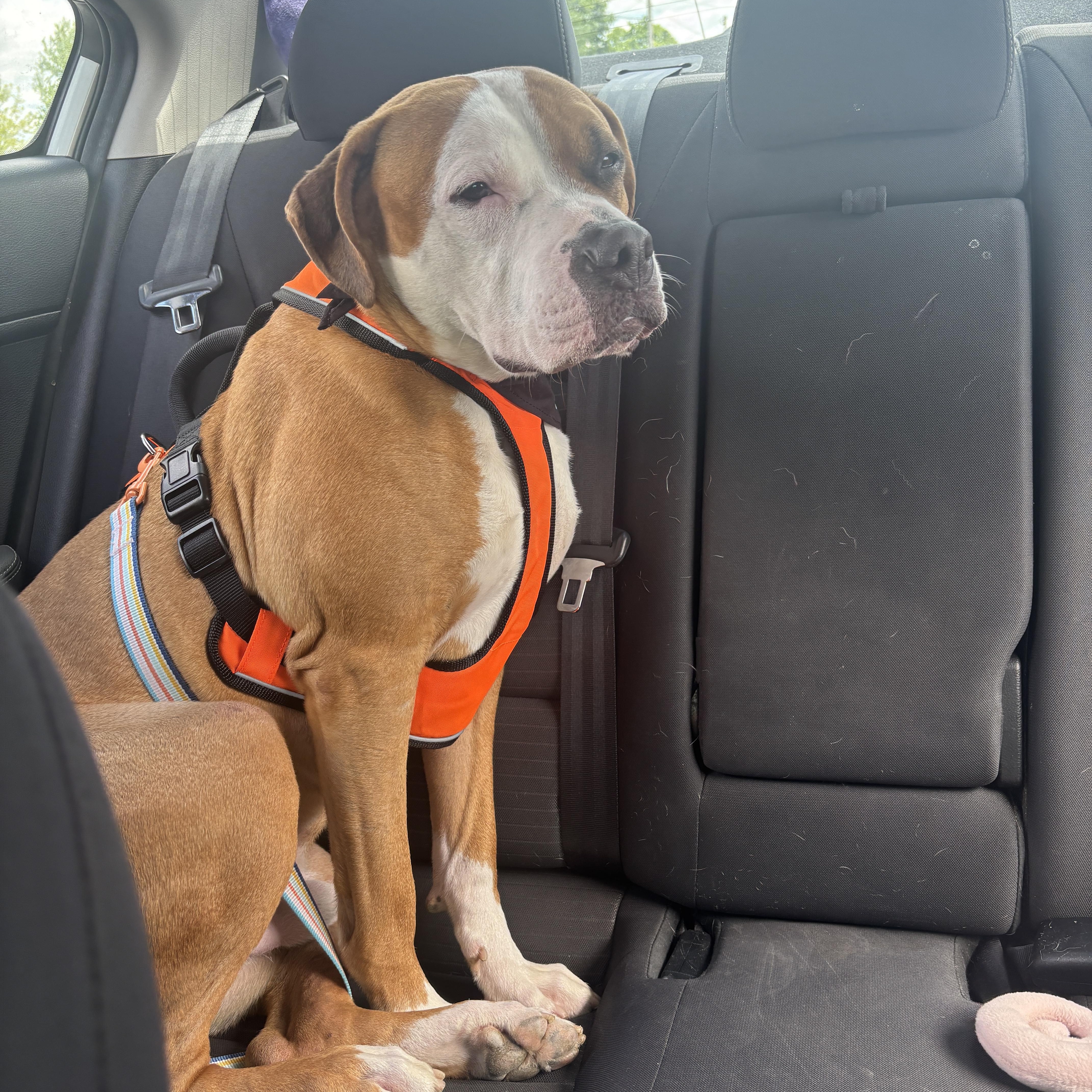 Murphy , a Adoptable Mixed Breed in Myerstown, PA image 6/6