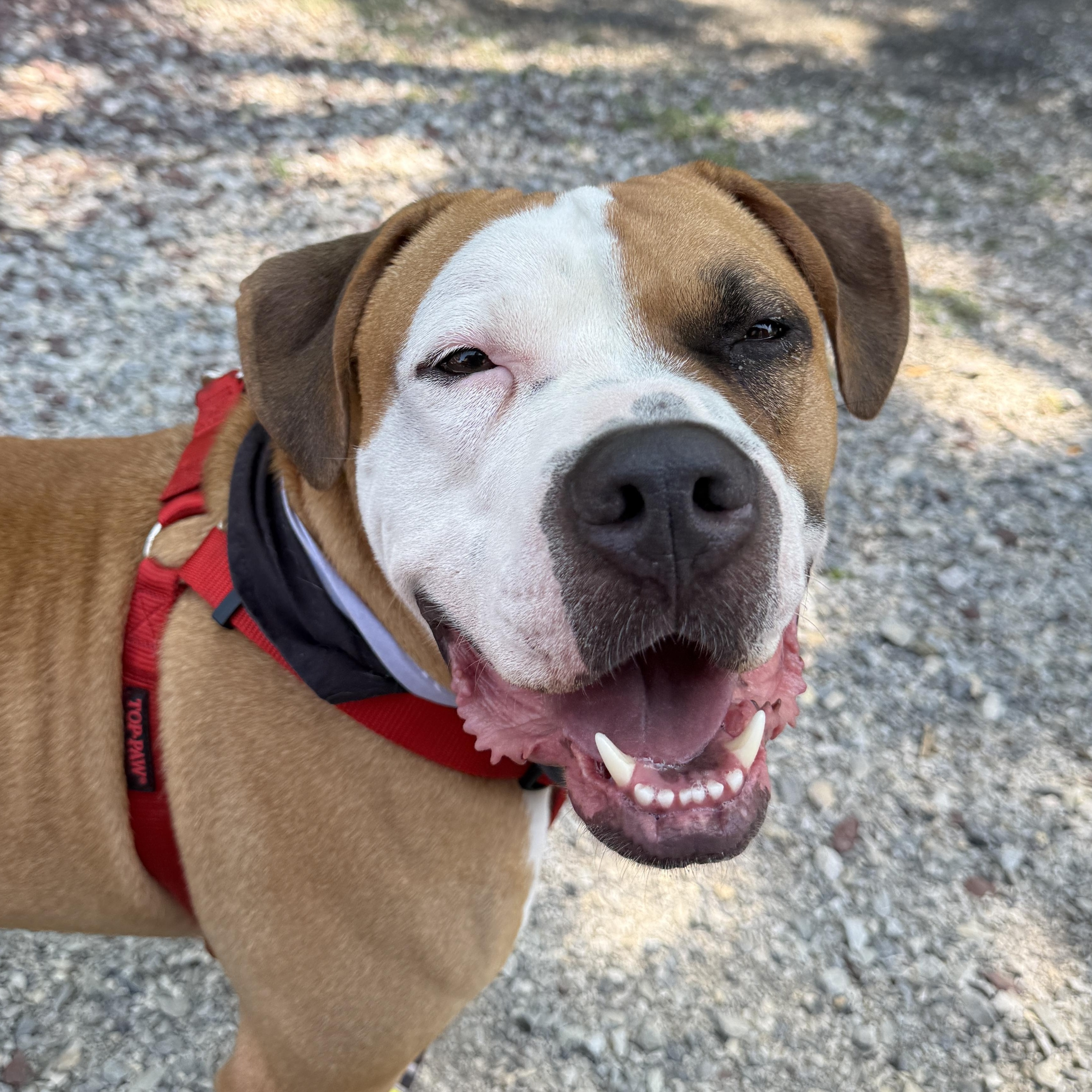Enlarge Murphy , a Adoptable Mixed Breed in Myerstown, PA image 1/6