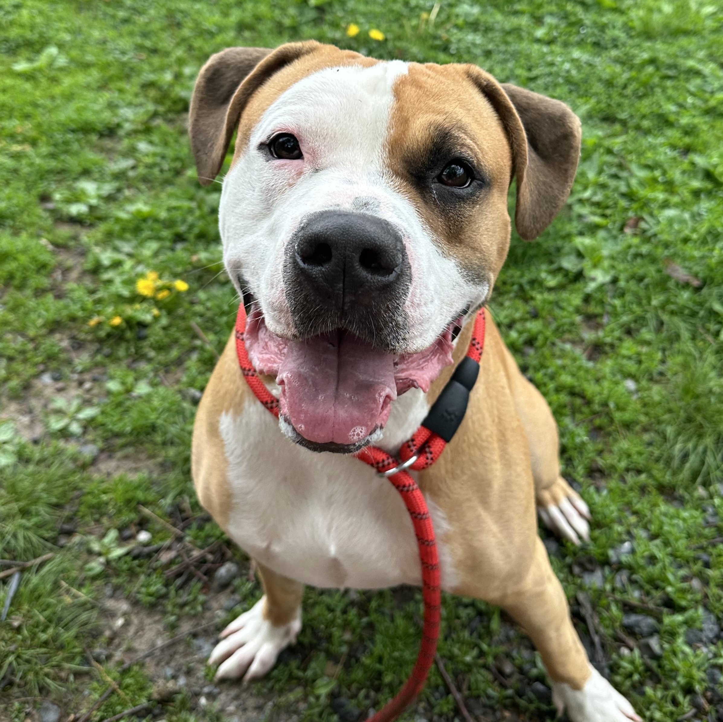 Murphy , Adoptable, Adult Male Pit Bull Terrier & Boxer.