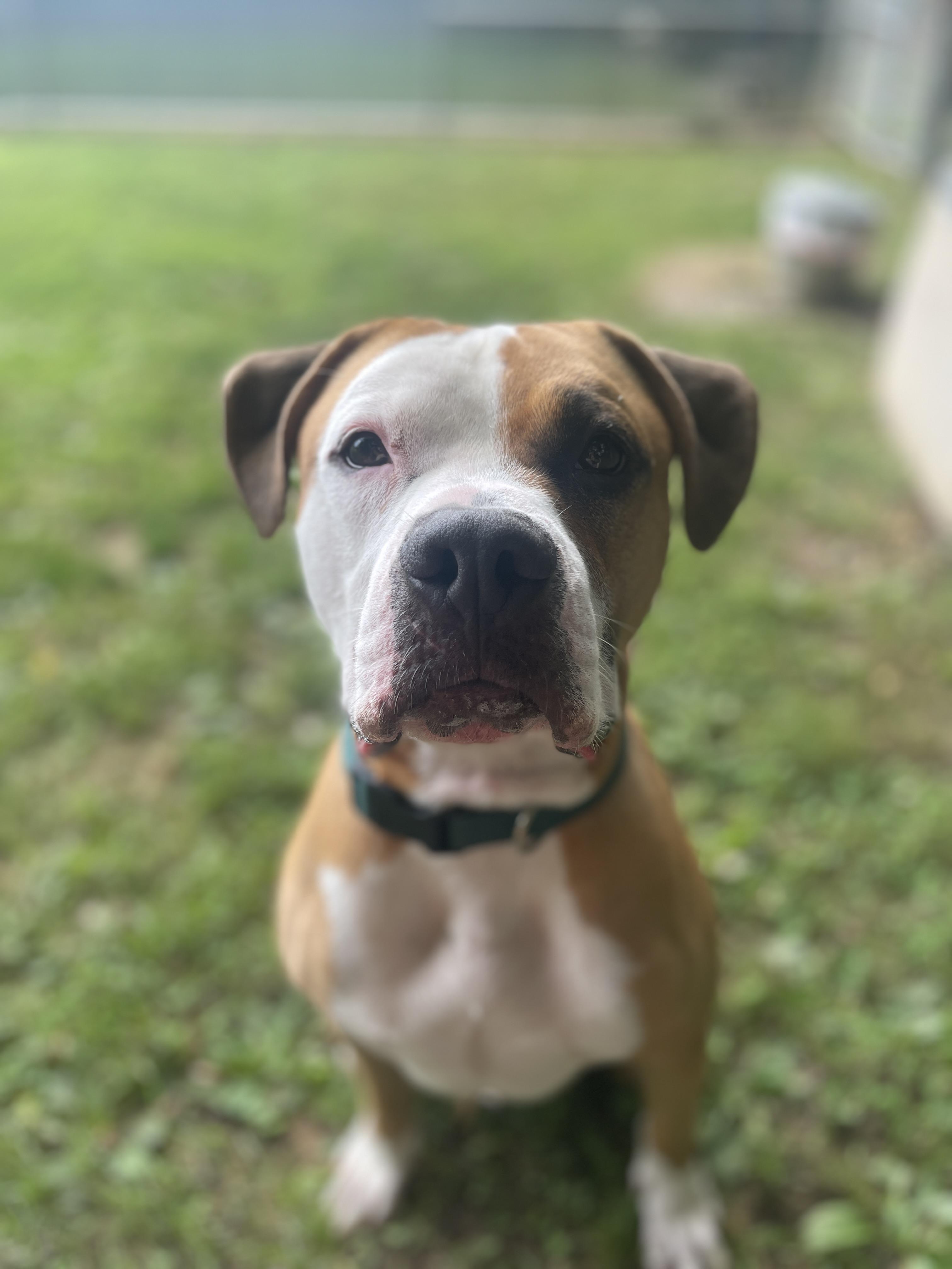 Enlarge Murphy , a Adoptable mixed breed in Myerstown, PA image 3/4