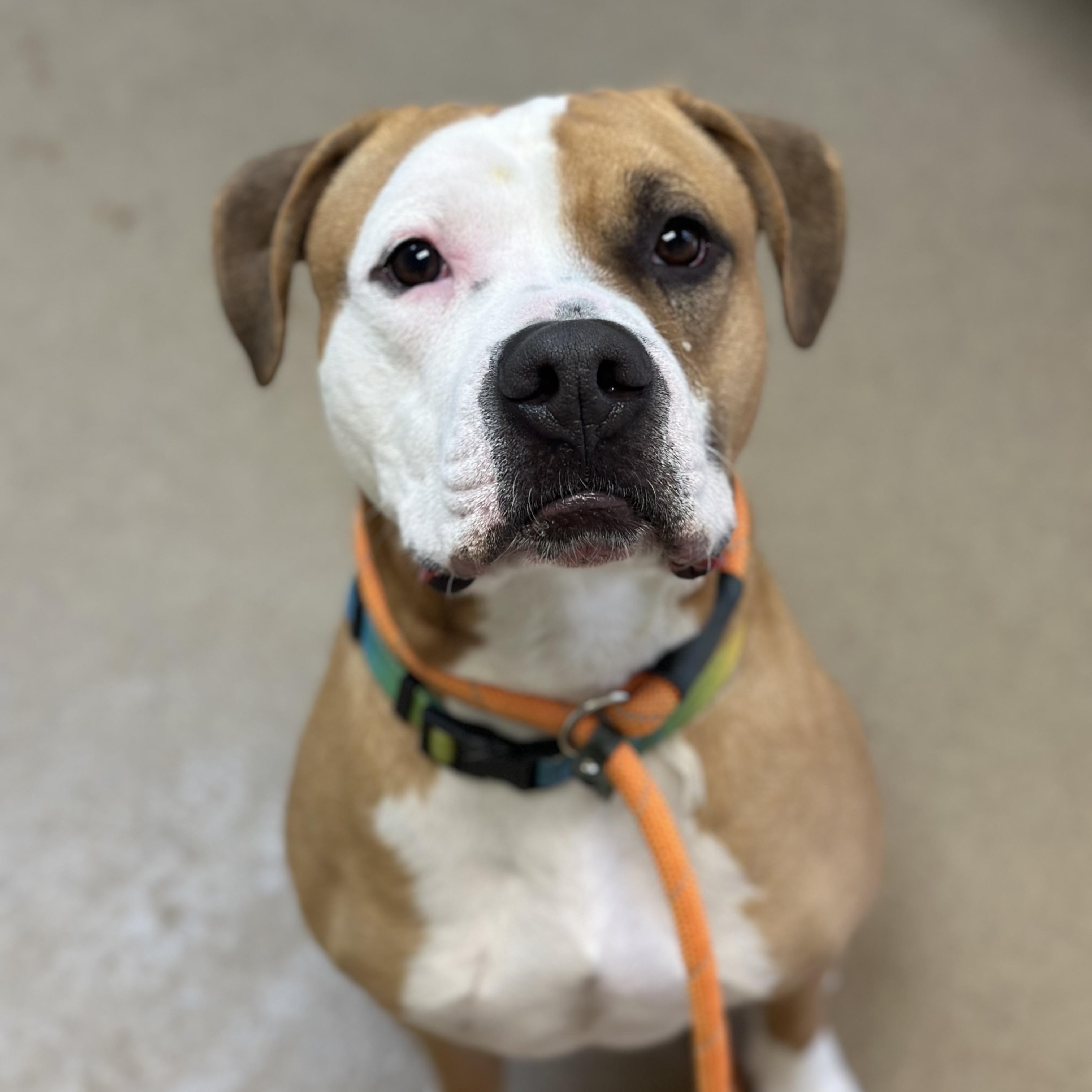 Enlarge Murphy , a Adoptable mixed breed in Myerstown, PA image 4/4