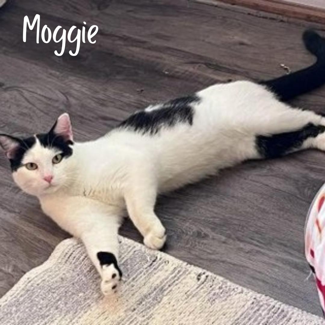 Enlarge Moggie (Bonded w/Mac), a Adopted American Shorthair in Janesville, WI image 1/1