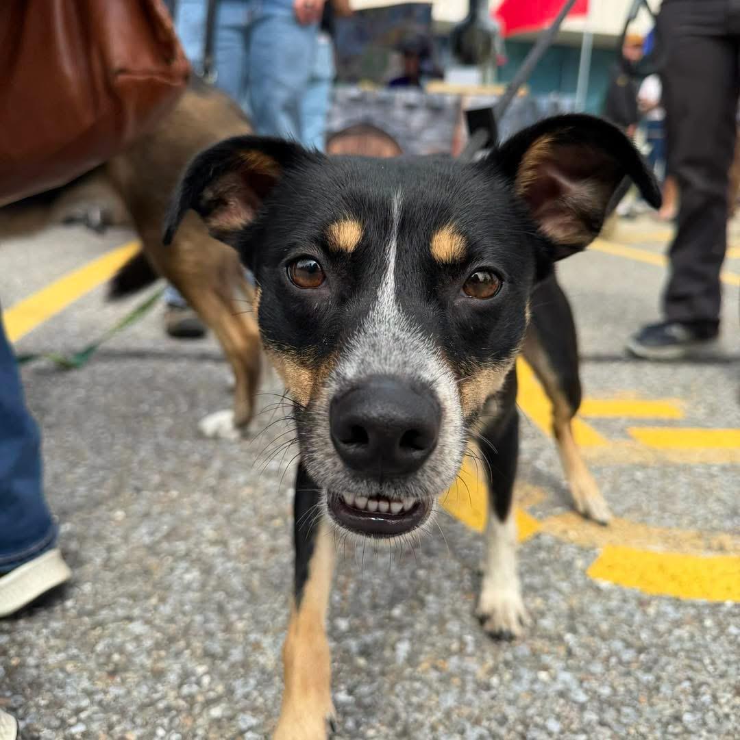 Enlarge Hazel, a Adopted mixed breed in Randolph Center, VT image 5/5