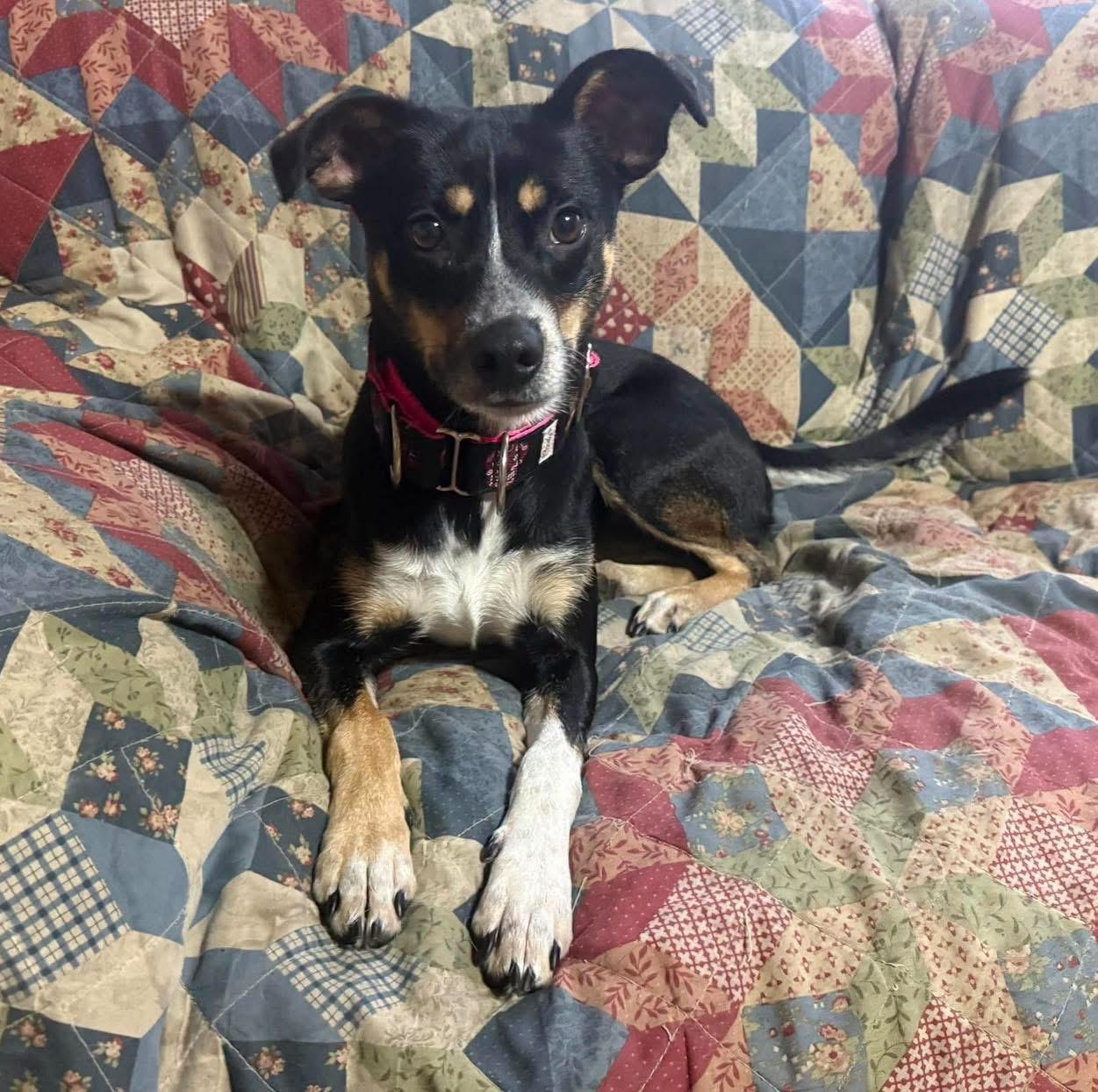 Hazel, Adopted, Young Female Terrier.