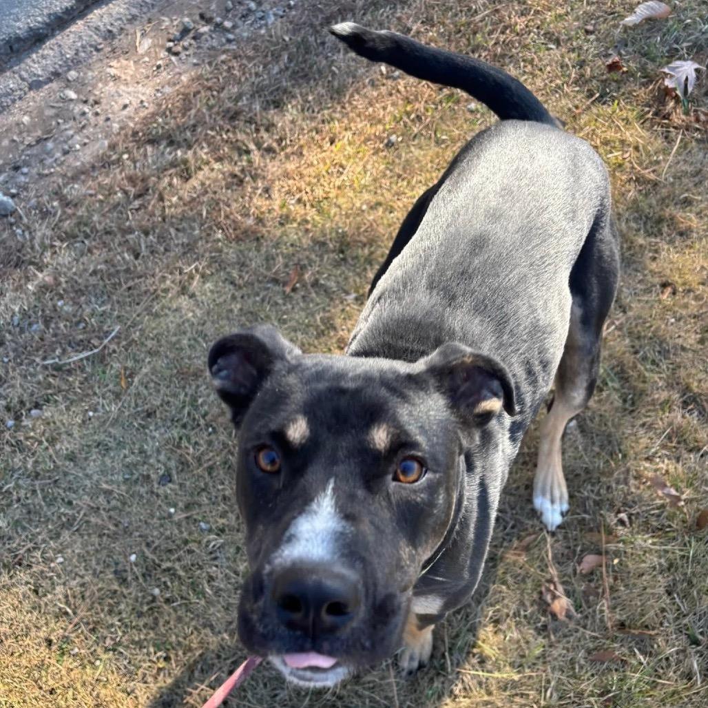 Queen 6970, a Adoptable Mixed Breed in Hamilton, GA image 1/6