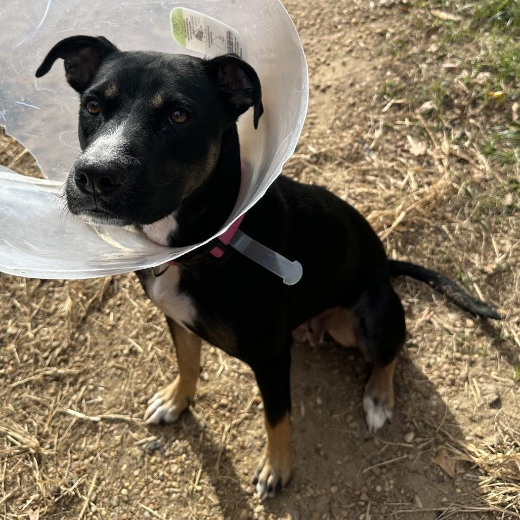 Queen 6970, a Adoptable Mixed Breed in Hamilton, GA image 3/6