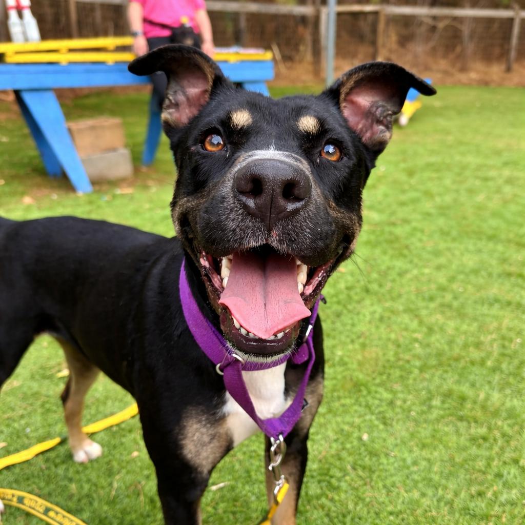 Queen 6970, a Adoptable Mixed Breed in Hamilton, GA image 4/6