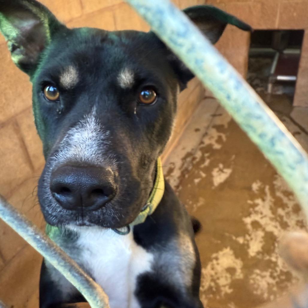 Queen 6970, a Adoptable Mixed Breed in Hamilton, GA image 5/6