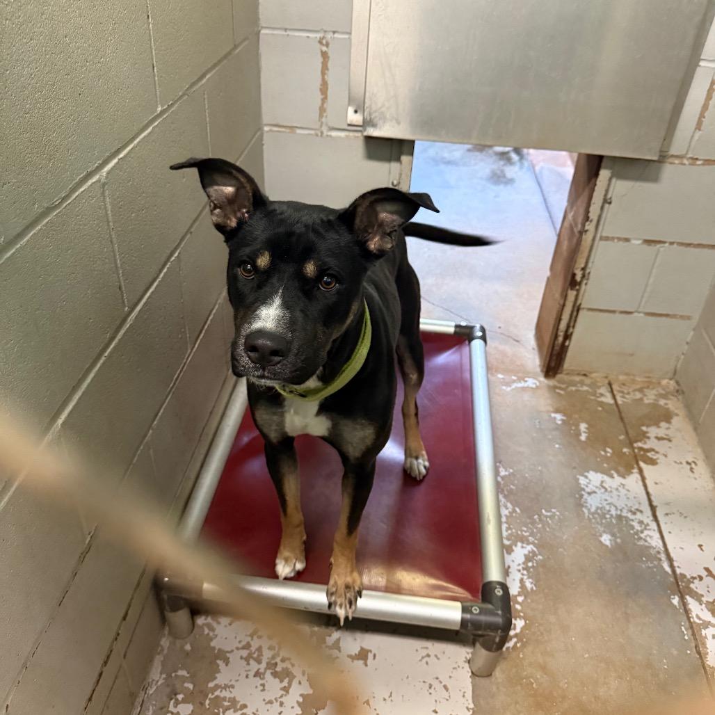 Queen 6970, a Adoptable Mixed Breed in Hamilton, GA image 6/6