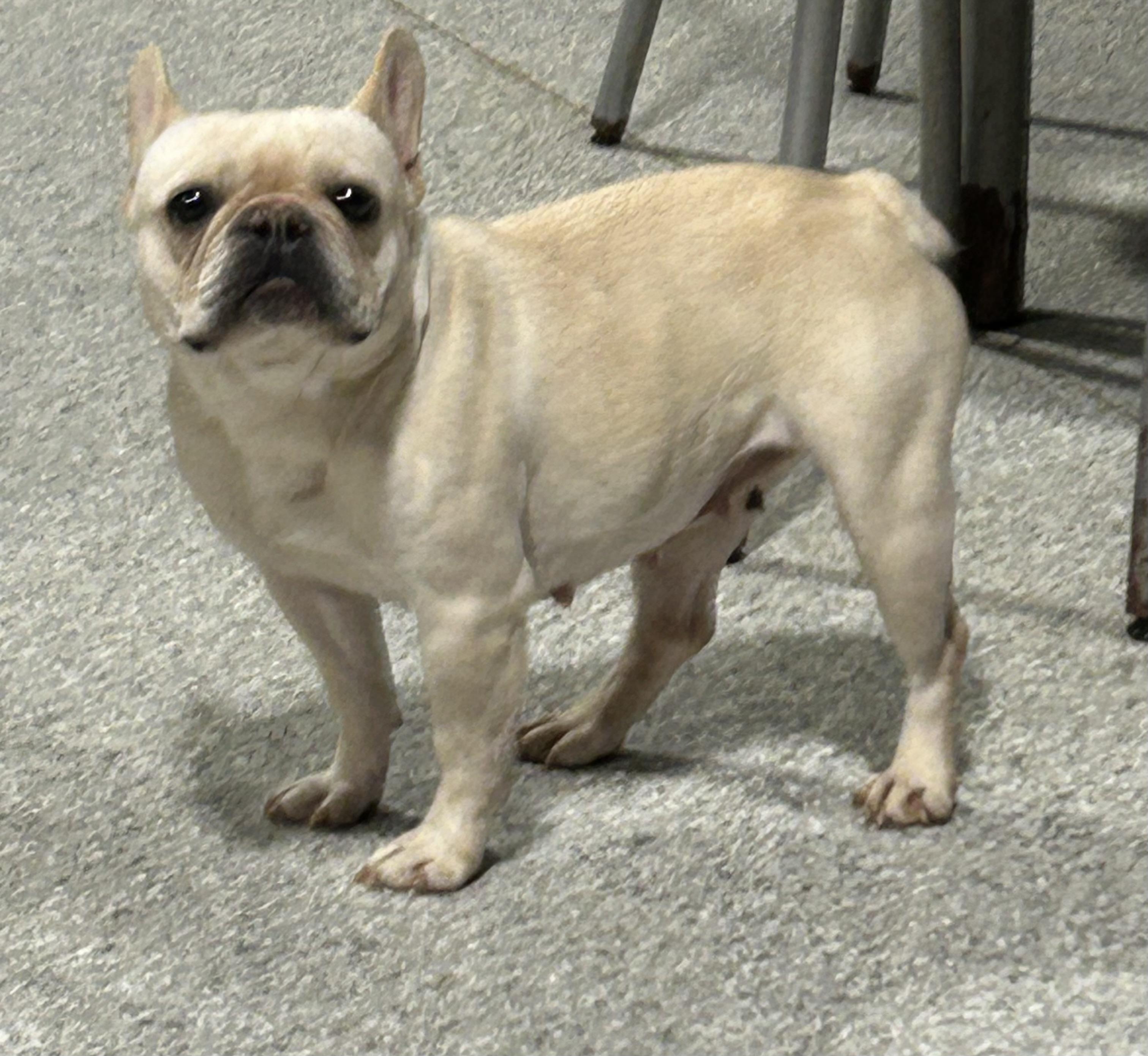 Enlarge Fanny. Petite! , a Adoptable French Bulldog in Maumee , OH image 1/4