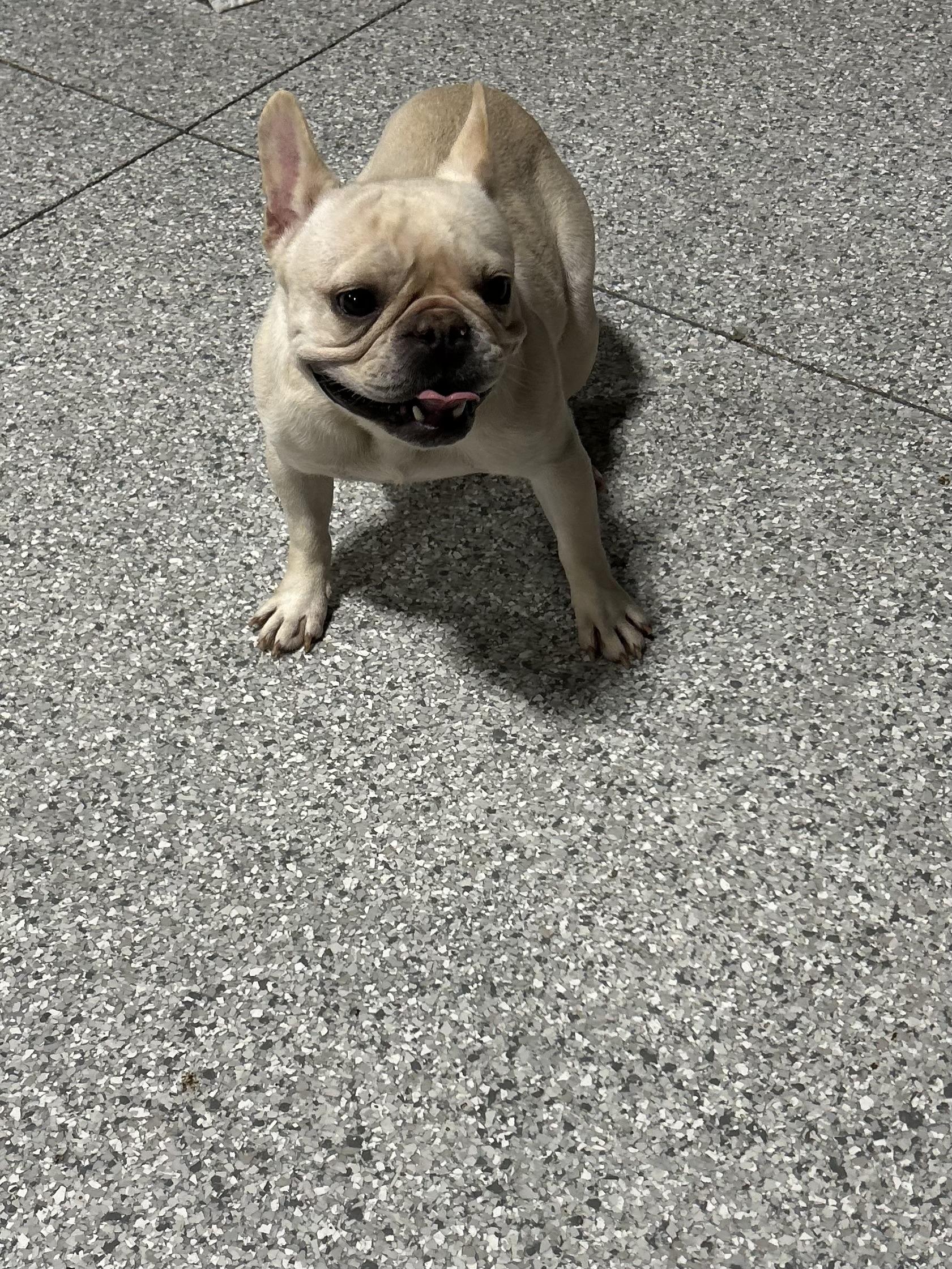 Enlarge Fanny. Petite! , a Adoptable French Bulldog in Maumee , OH image 3/4