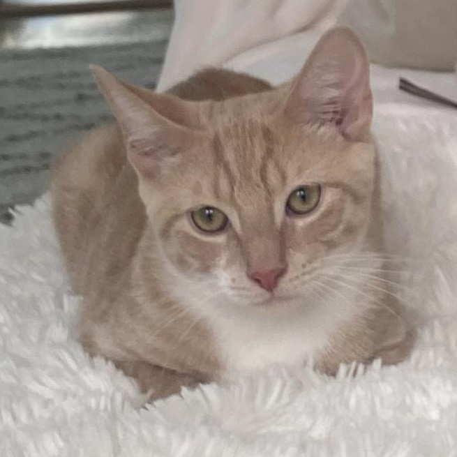 Enlarge Pip, a Adoptable Domestic Short Hair in West Orange, NJ image 1/3
