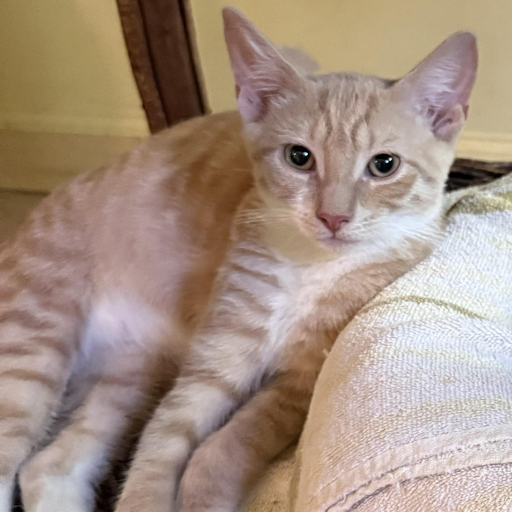 Enlarge Pip, a Adoptable Domestic Short Hair in West Orange, NJ image 2/3