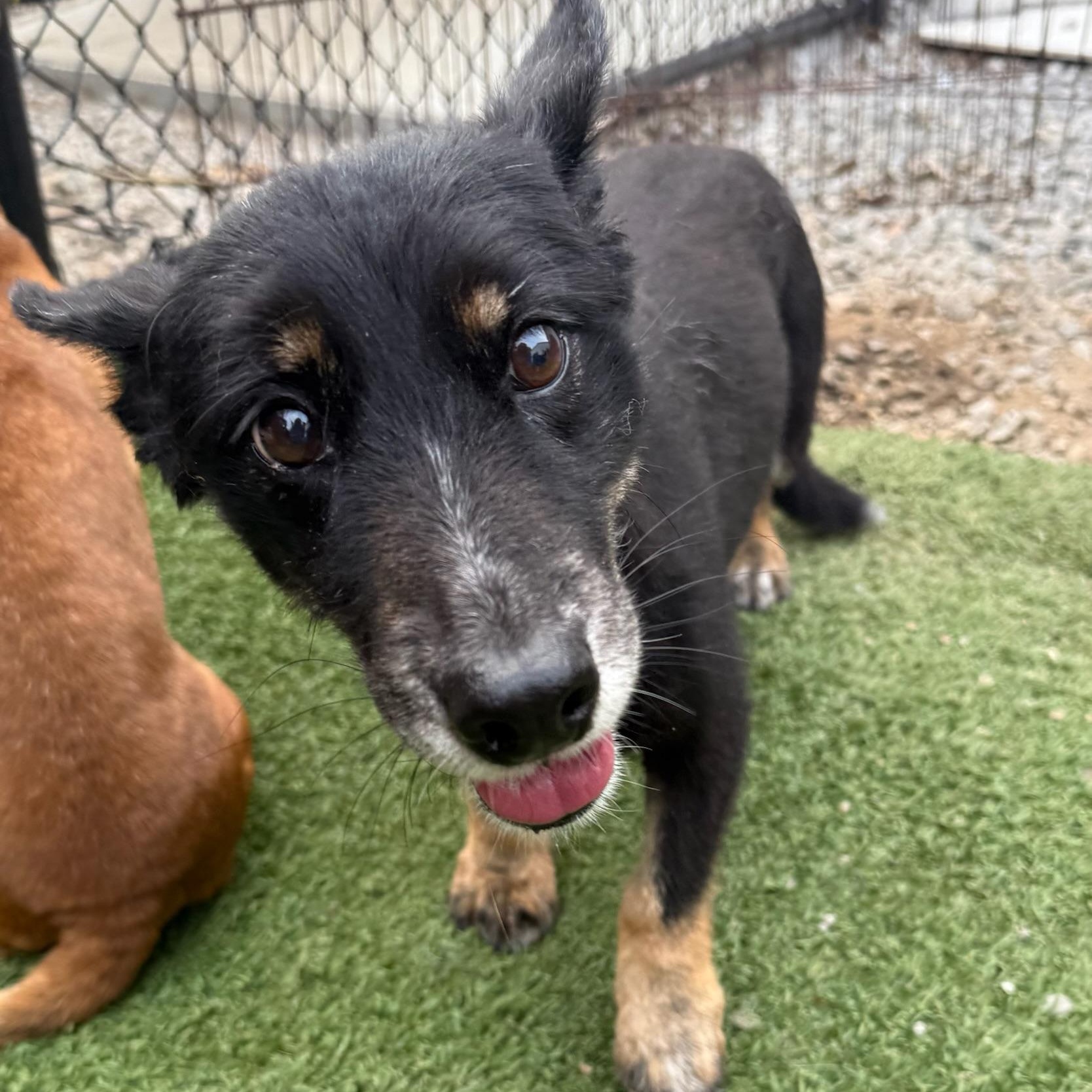 Enlarge Sweetie Pie, an adopted mixed breed in Groton, CT image 3/4