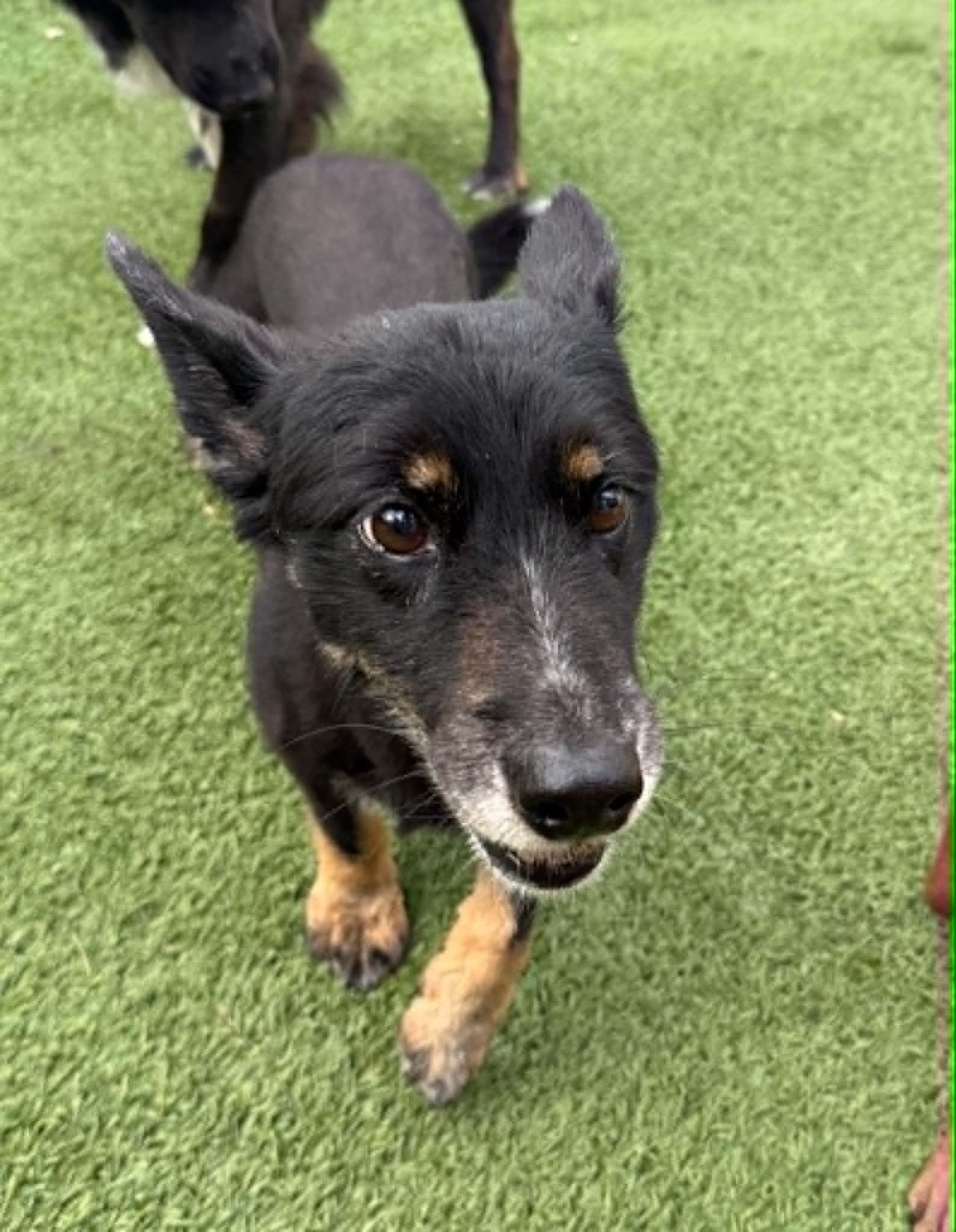 Enlarge Sweetie Pie, an adopted mixed breed in Groton, CT image 2/4