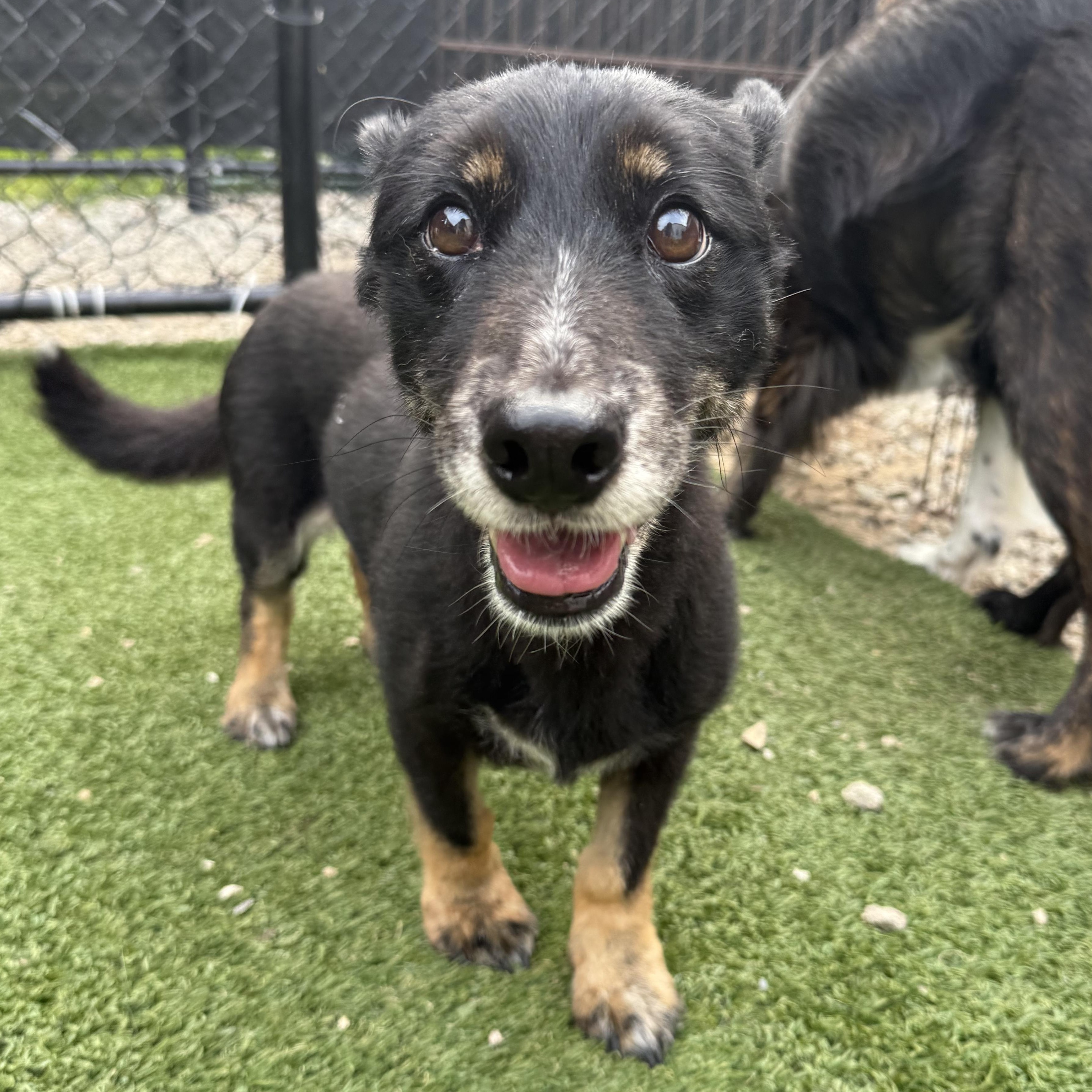 Enlarge Sweetie Pie, an adopted mixed breed in Groton, CT image 1/4