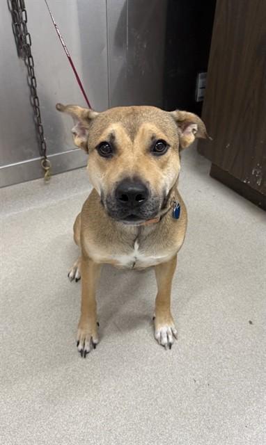 Enlarge HARLEY, a Adoptable mixed breed in Fairbanks, AK image 1/1