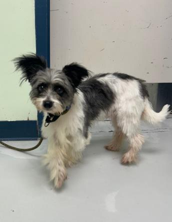 Toby, Adoptable, Adult Male Mixed Breed & Mixed Breed.