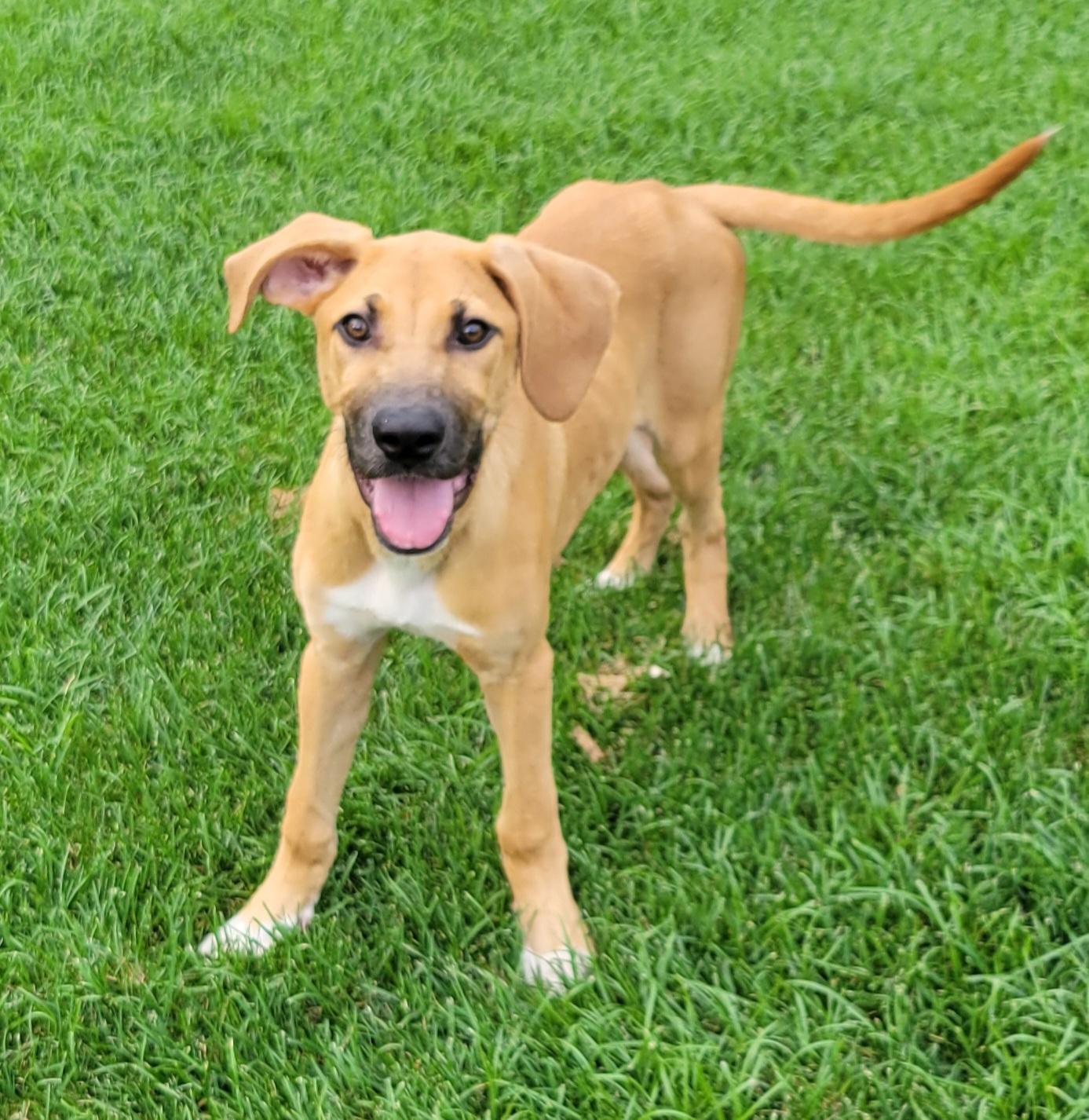 Lennon, adopted, Puppy Female Great Dane & Hound.