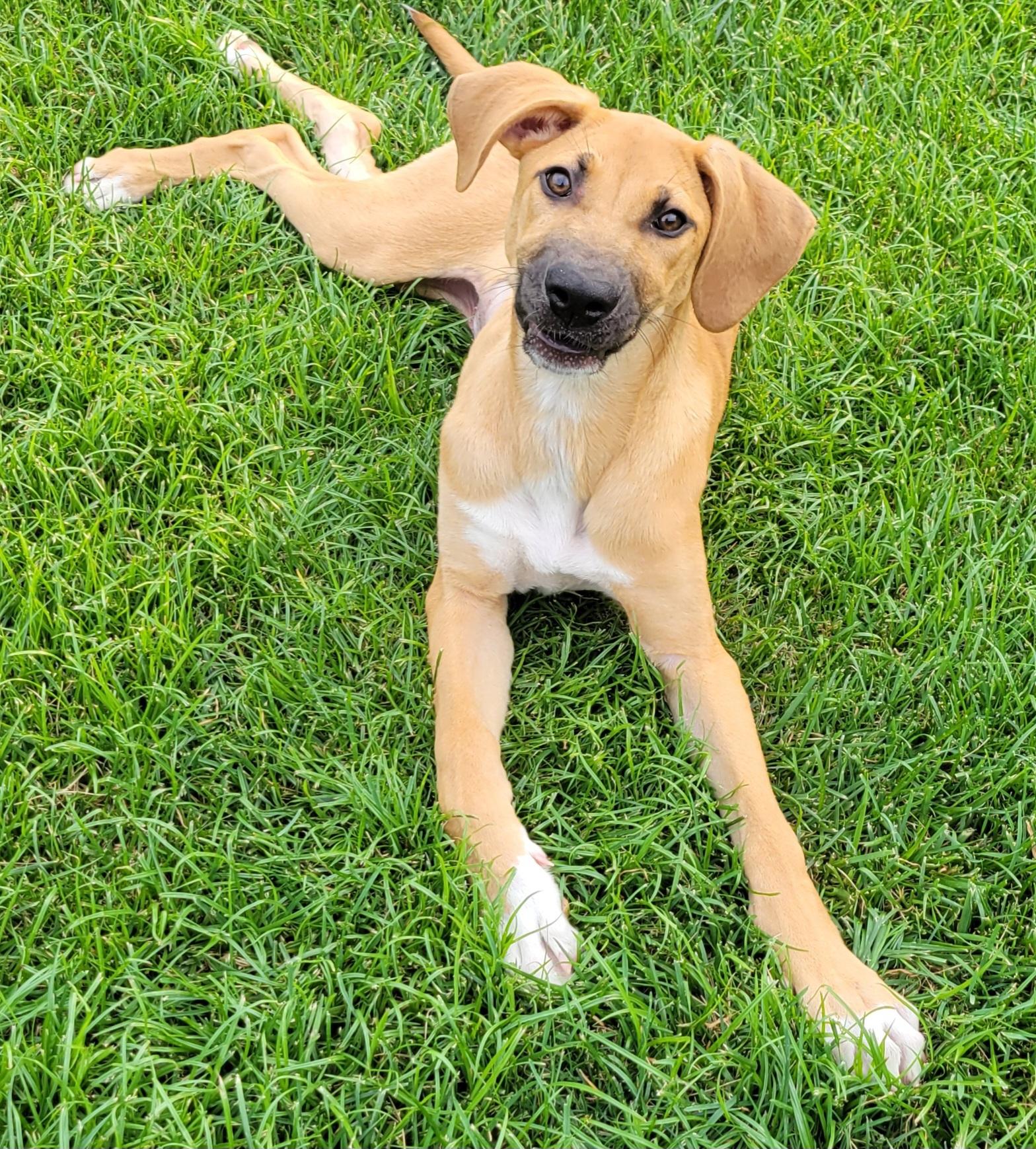 Lennon, an adopted mixed breed in Elwood, NJ image 6/6