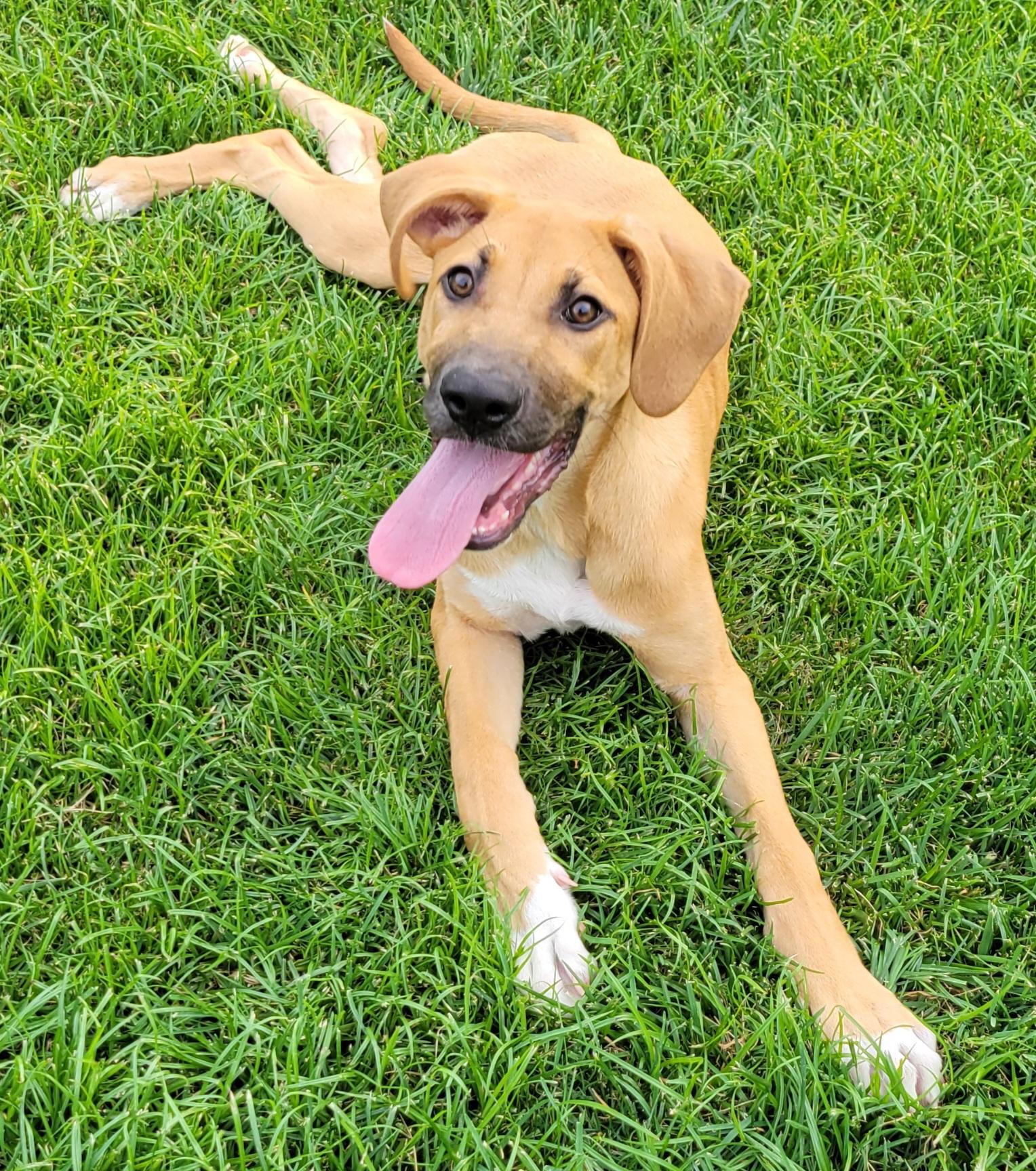 Lennon, an adopted mixed breed in Elwood, NJ image 4/6