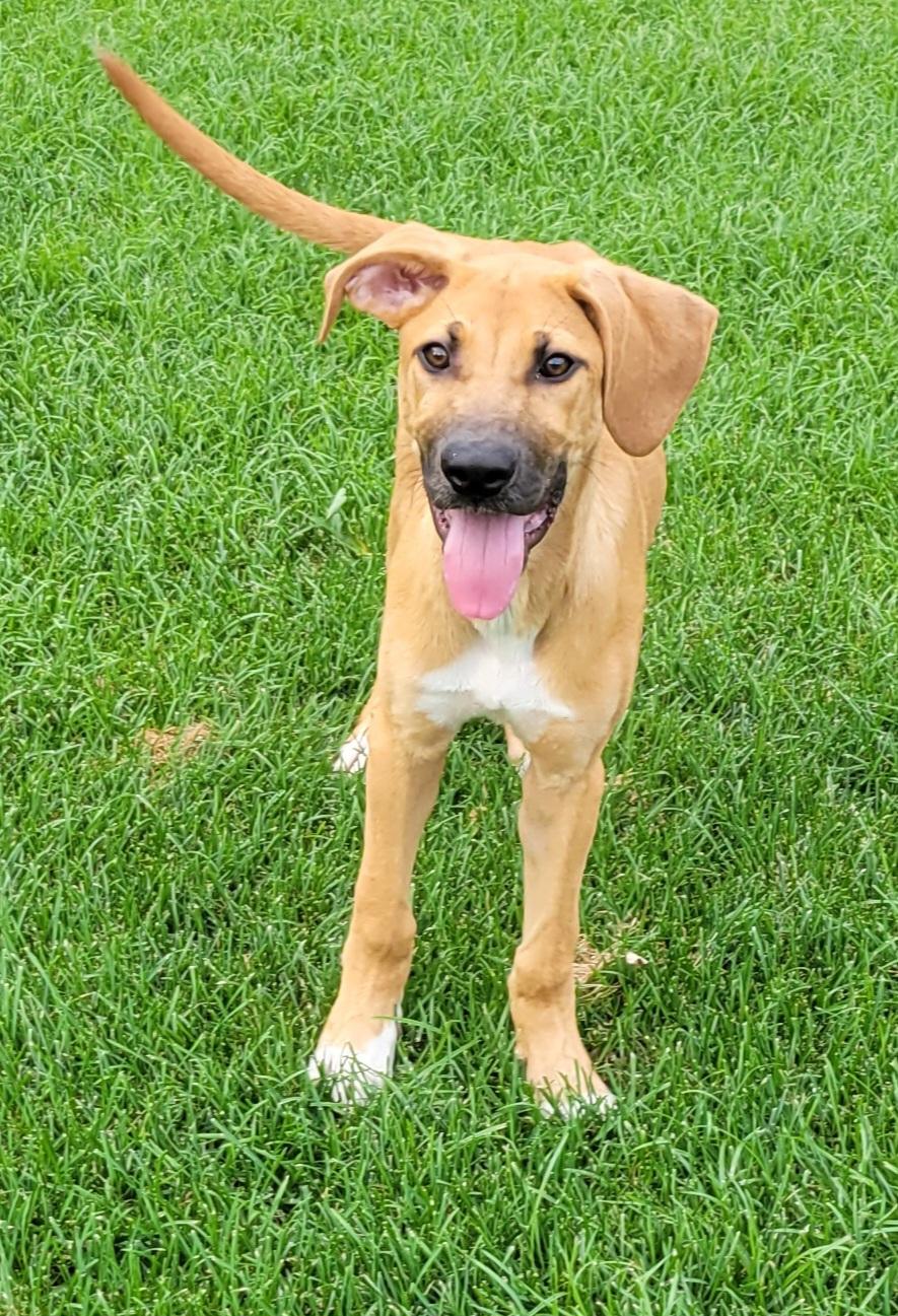 Lennon, an adopted mixed breed in Elwood, NJ image 3/6