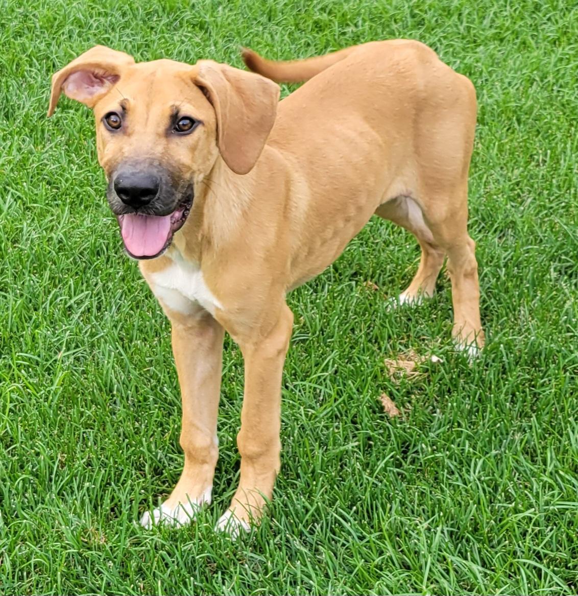 Lennon, an adopted mixed breed in Elwood, NJ image 2/6