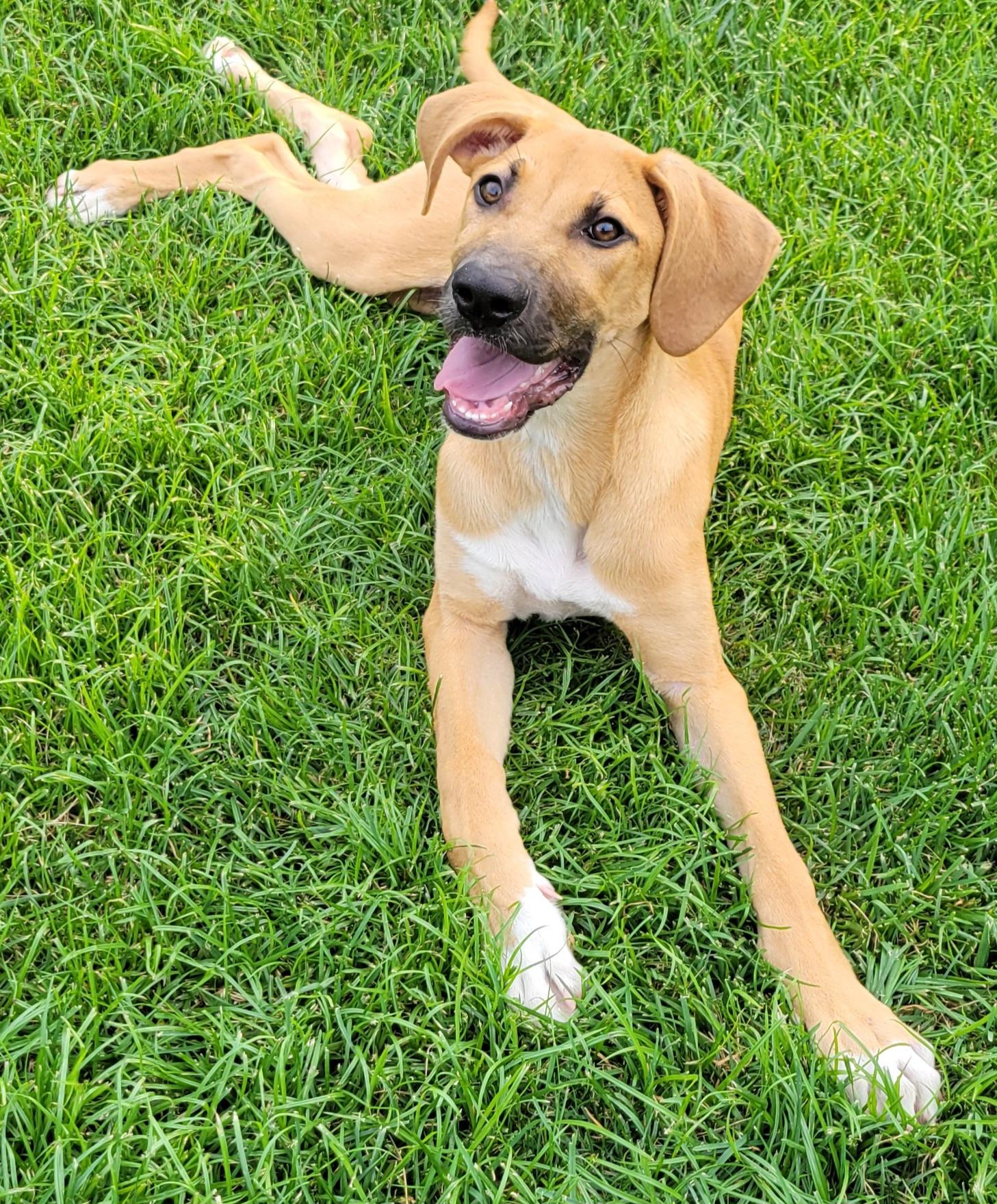 Lennon, an adopted mixed breed in Elwood, NJ image 5/6
