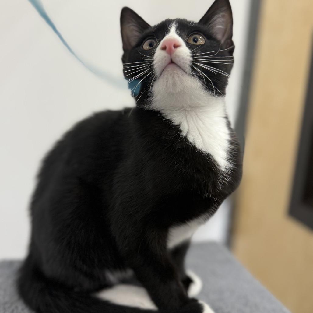 Mischief 2025, a Adoptable Domestic Short Hair in Bensalem, PA image 1/4